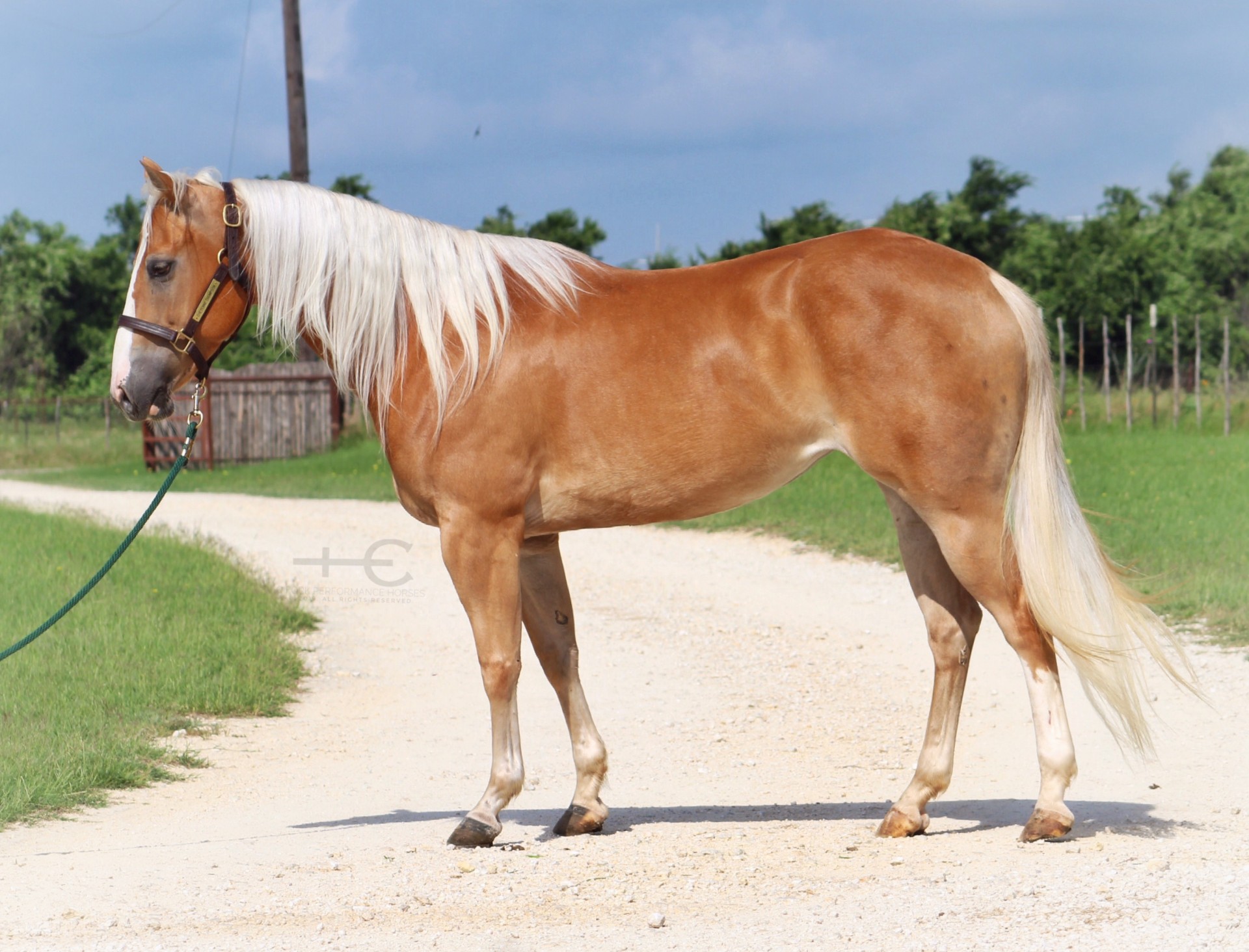 Fancy Broke, Palomino Mare