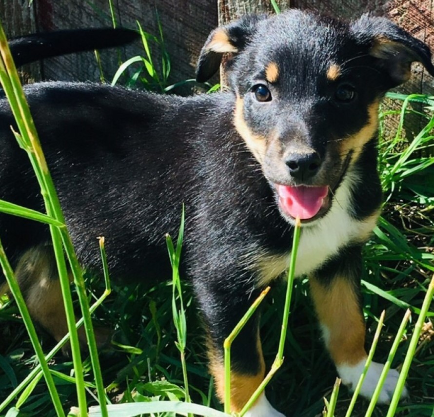 Registered Border Collie x Kelpie Pups