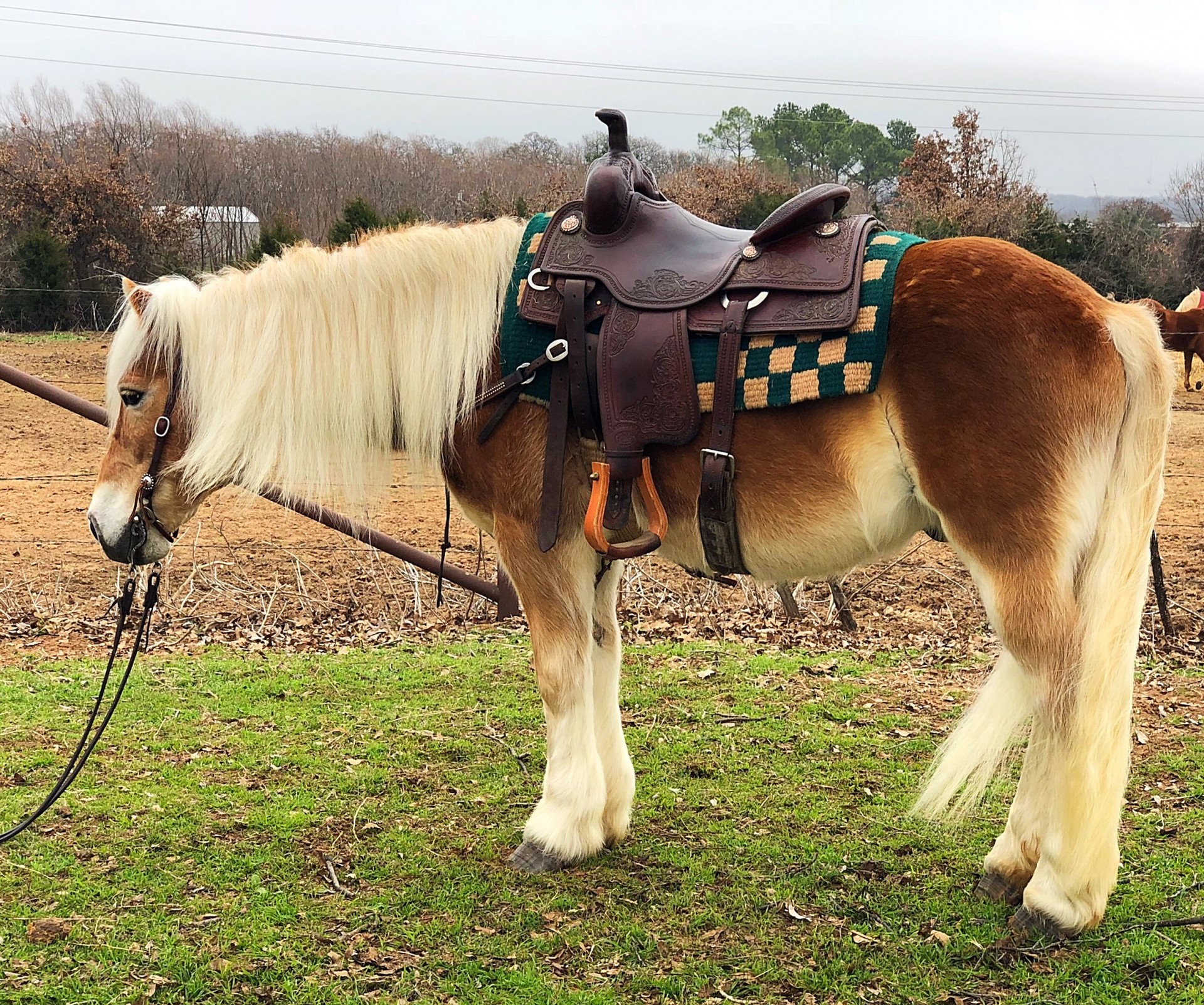 Super Gentle 13.2H Haflinger Gelding Used On The Ranch