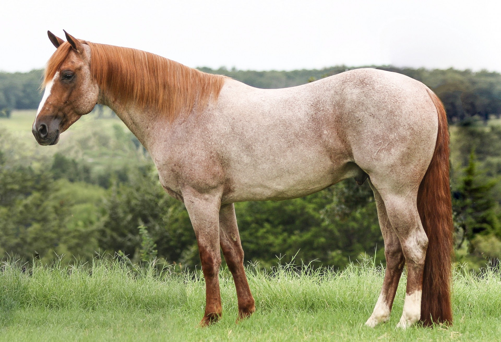 6 YO 15.1h red roan stallion by CAT ICHI 5 panel N/N Ranch Stud Deluxe!