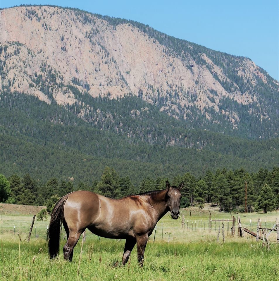 80 Acre Hidden Gem Horse Property New Mexico