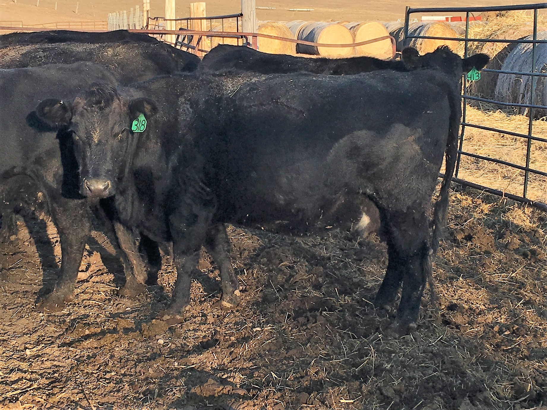 38 Black Angus Bred Cows Nebraska