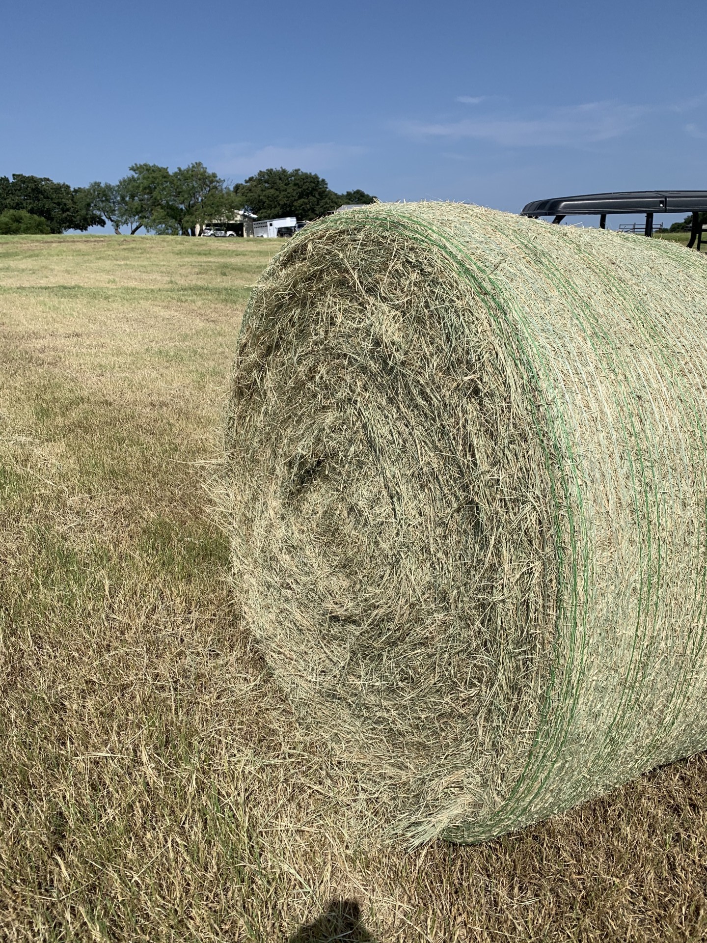 100 Bales High Quality Coastal Horse Hay Texas