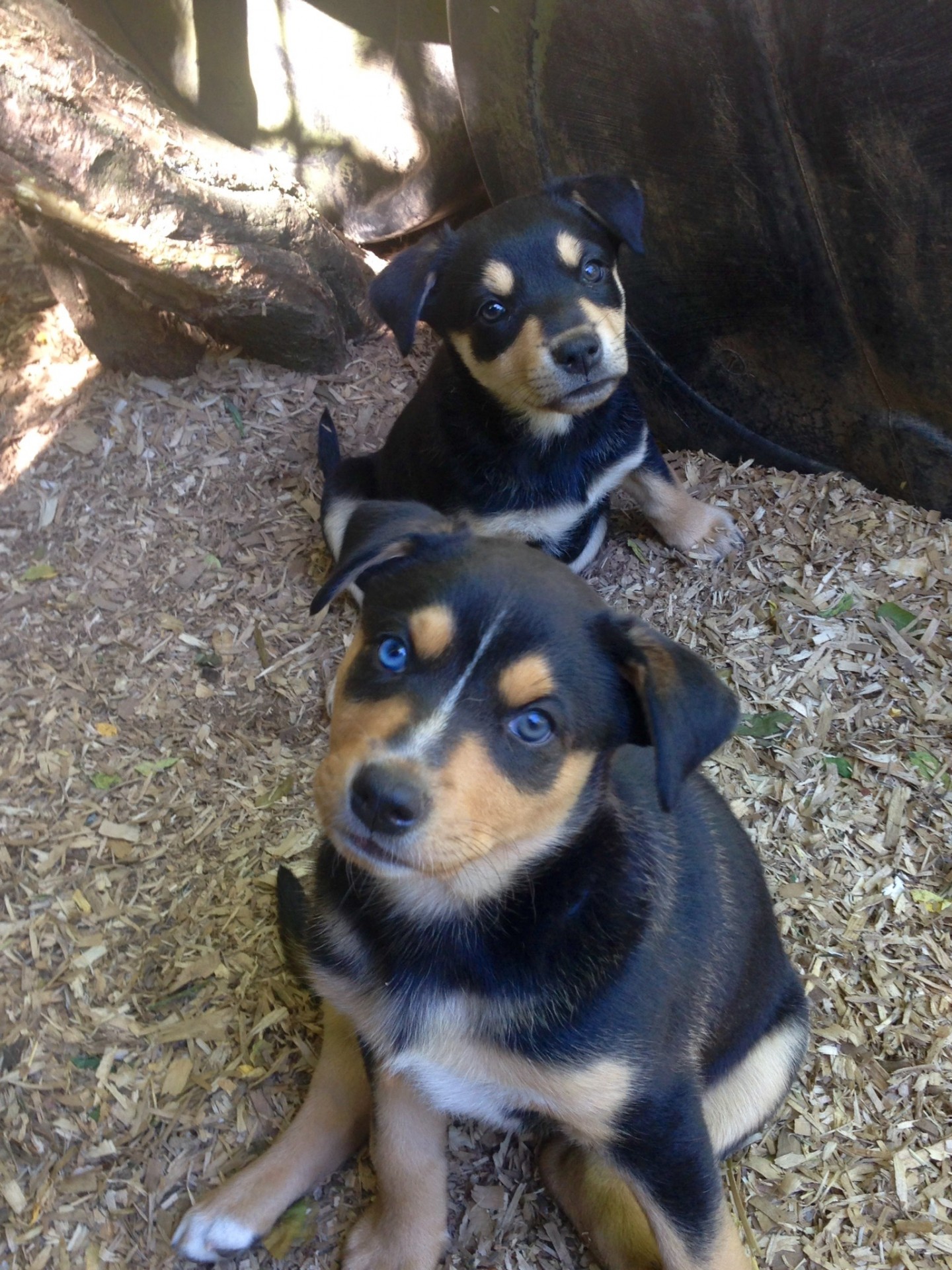 australian kelpie pup