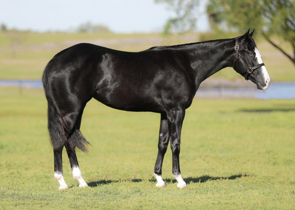 CHEXY SLICK 2021 AQHA Black Mare x Slick By Design x Designer Red out