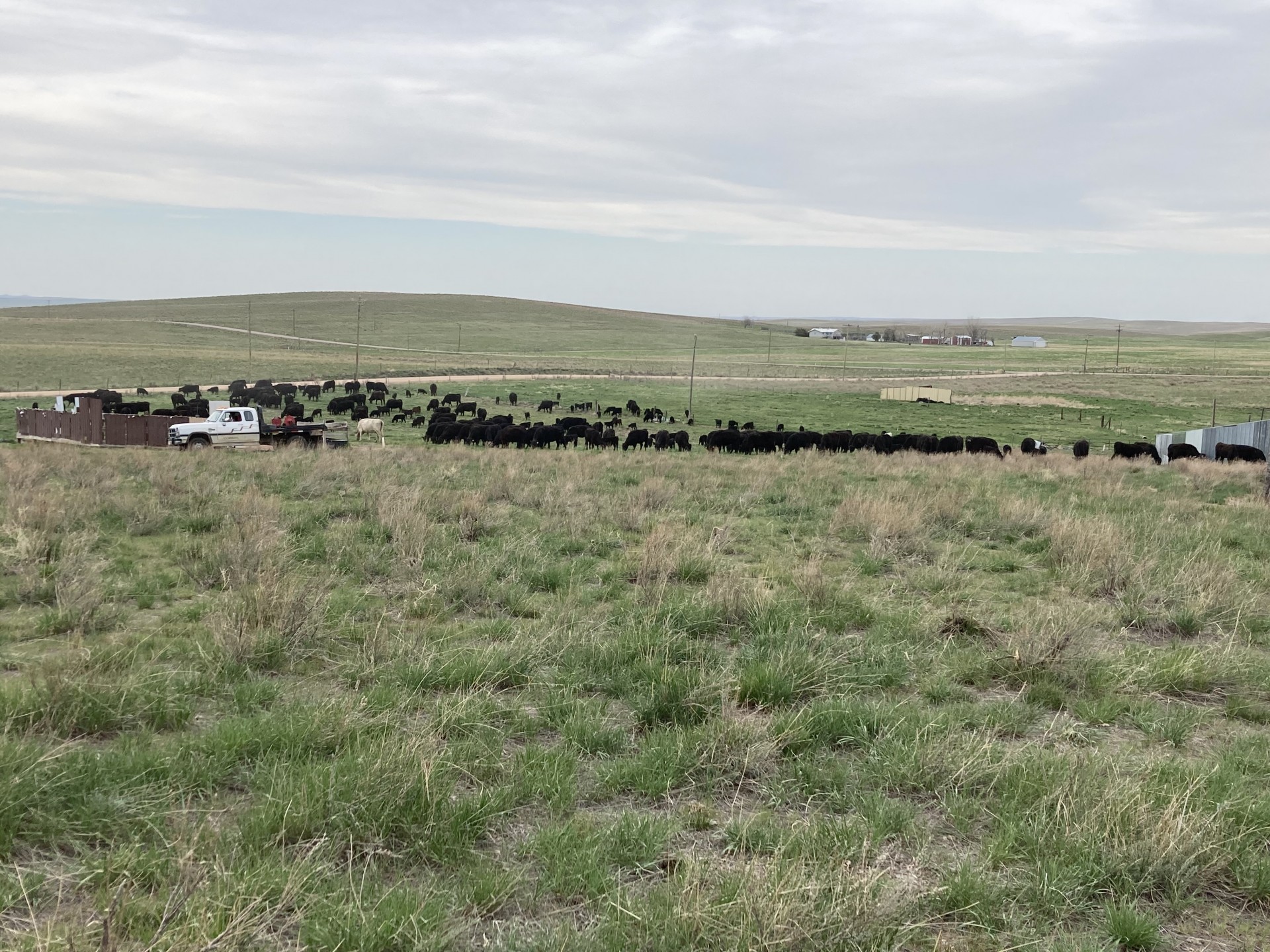 70 2 Year Old Heifer Pairs South Dakota
