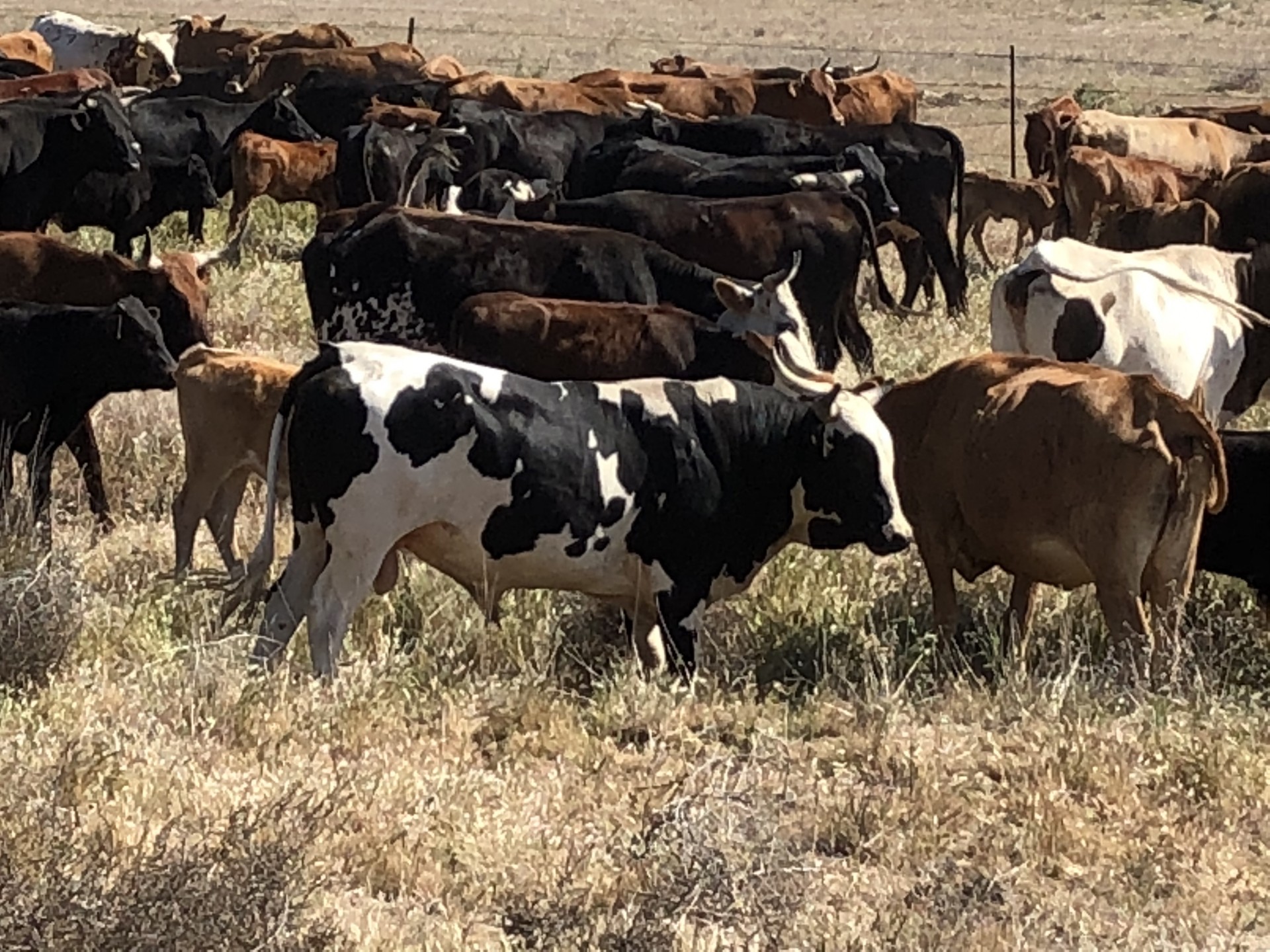 250 Corriente Cow Calf Pairs California