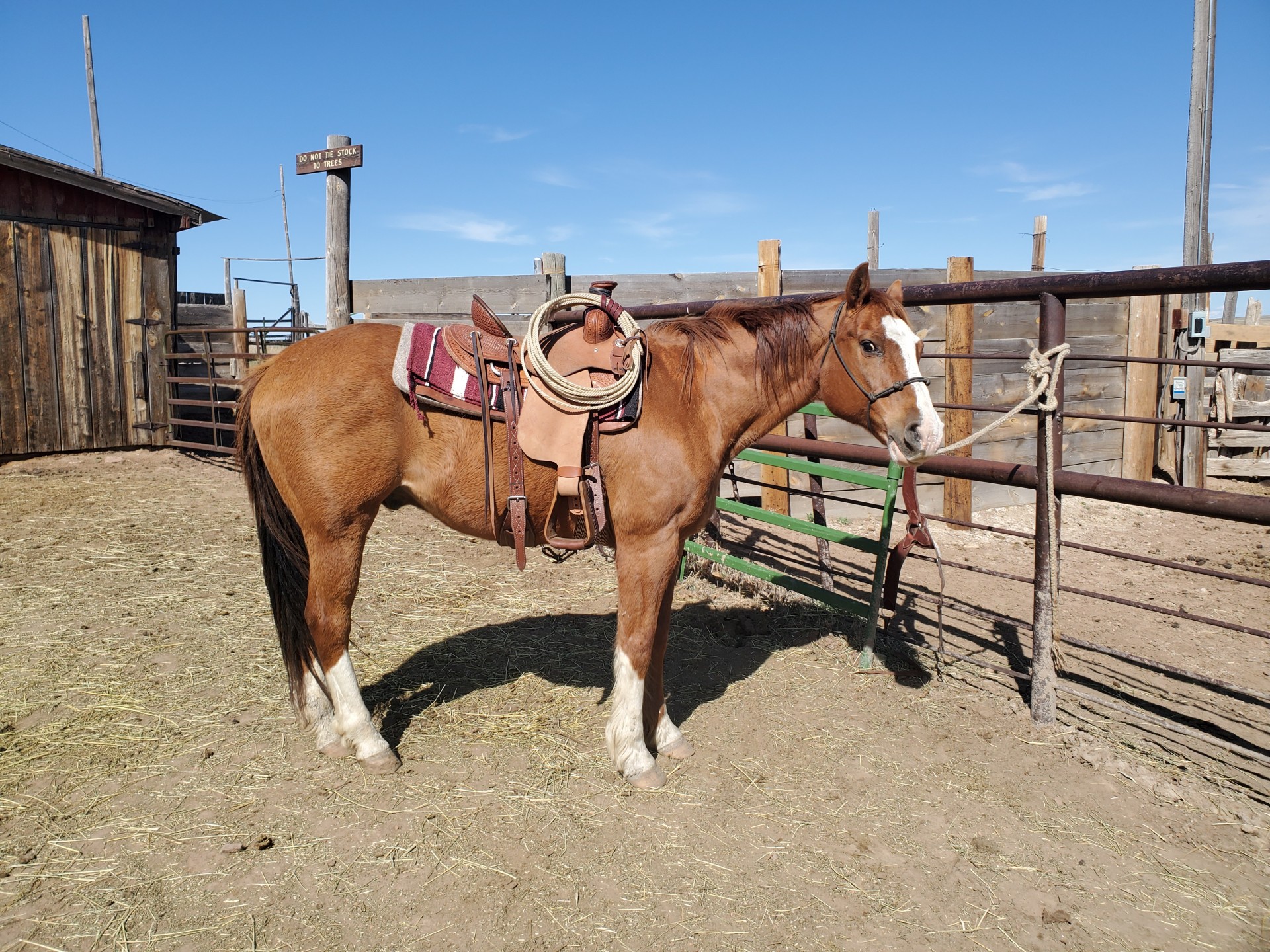 Finished Ranch Horse