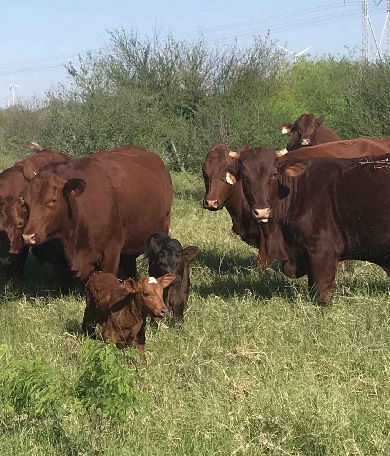 46 Santa Gertrudis Heifers (bred + calving) Texas