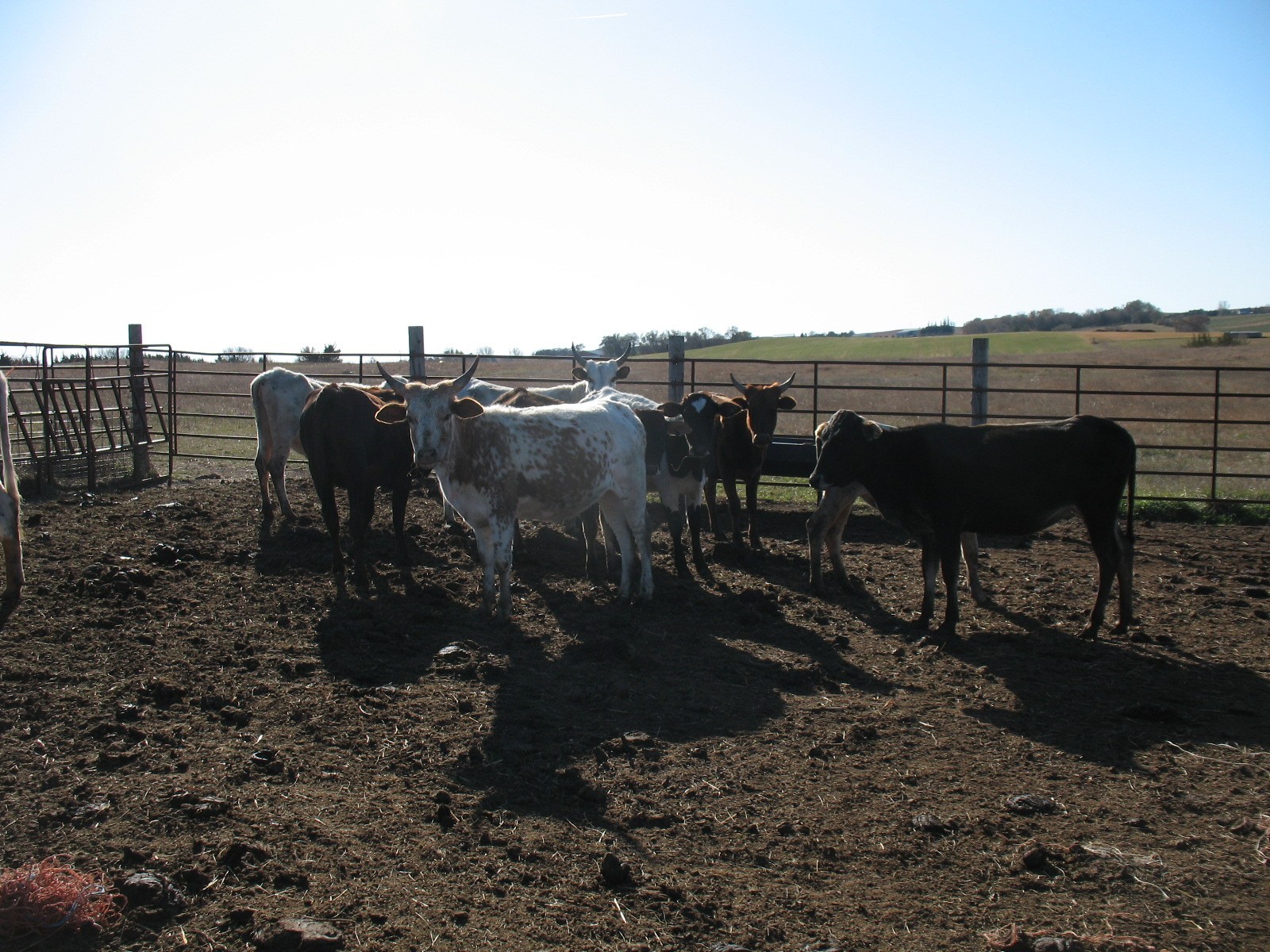 cattle range north dakota cattle range north dakota