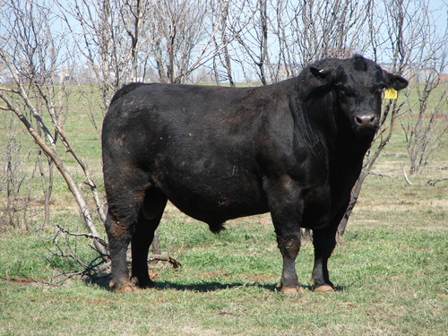 1 black angus bull texas free bill of sale texas