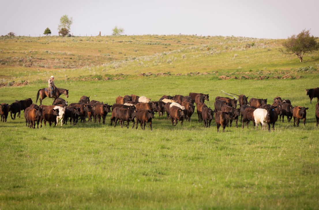 Wanted Cattle Ranch Operations Manager Oregon wanted-cattle-ranch-operations-manager-oregon