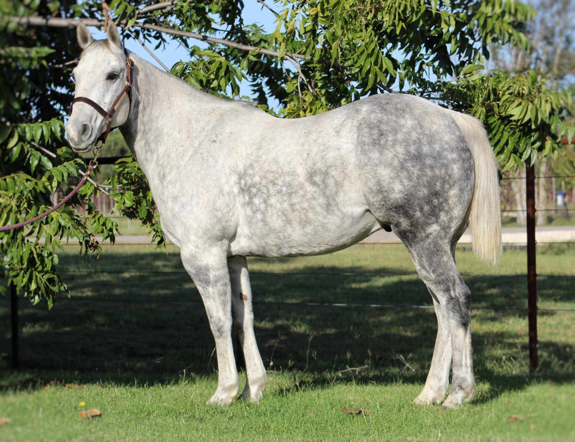Dapple Grey Thoroughbred Stallion