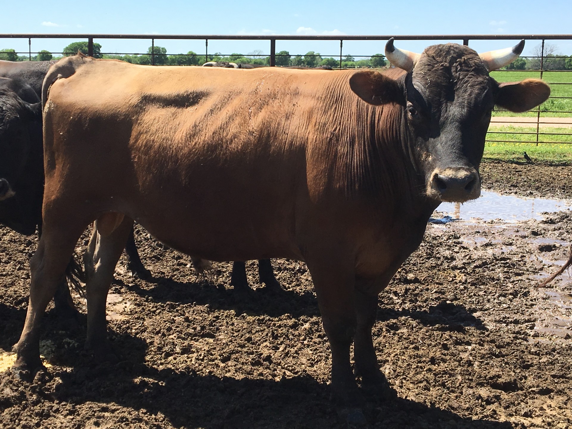 5 Jersey Bulls Texas