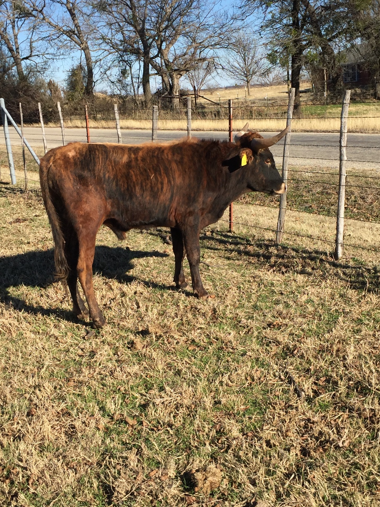 1 Corriente Bull for Sale Texas