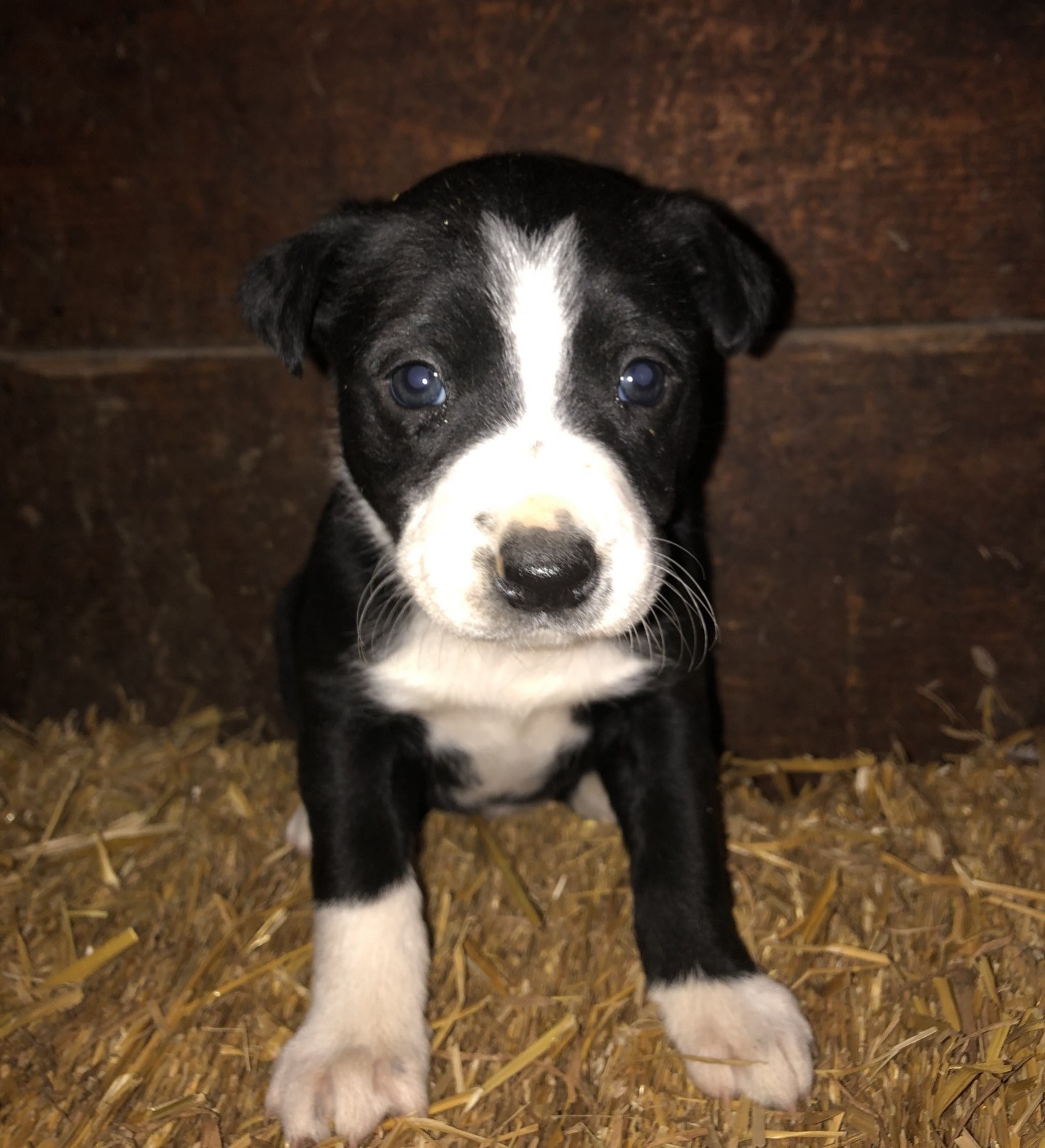 McNab Shepherd Puppies
