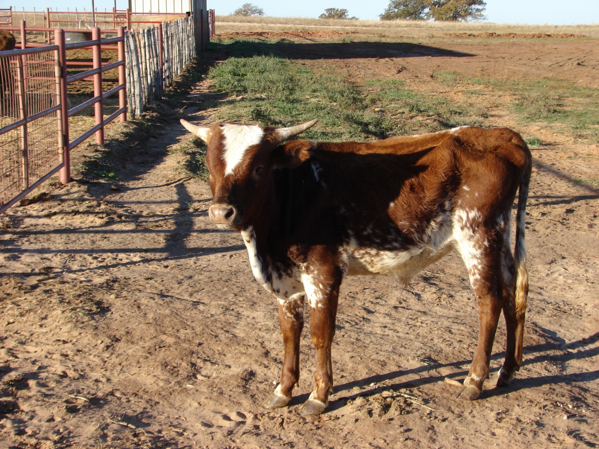13 Fresh Roping Steers For Sale Texas