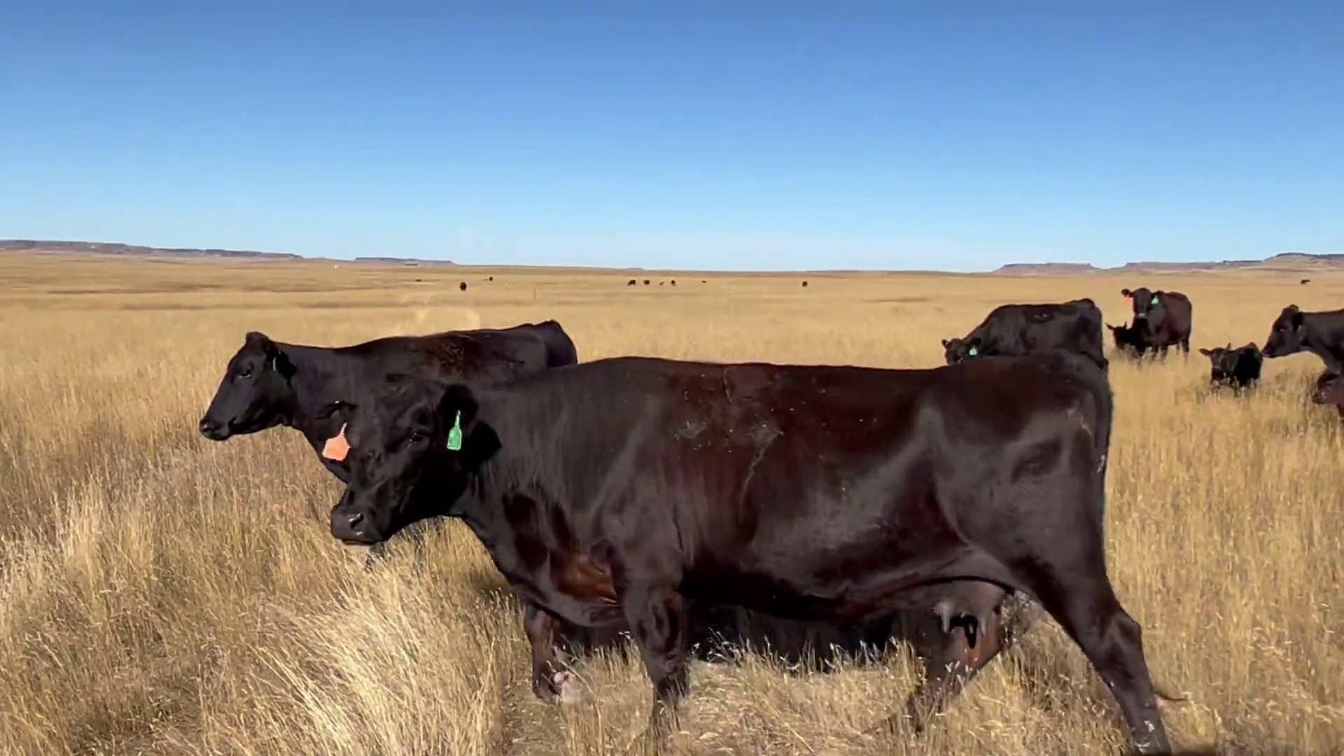 98 34 Year Old Cow Pairs South Dakota