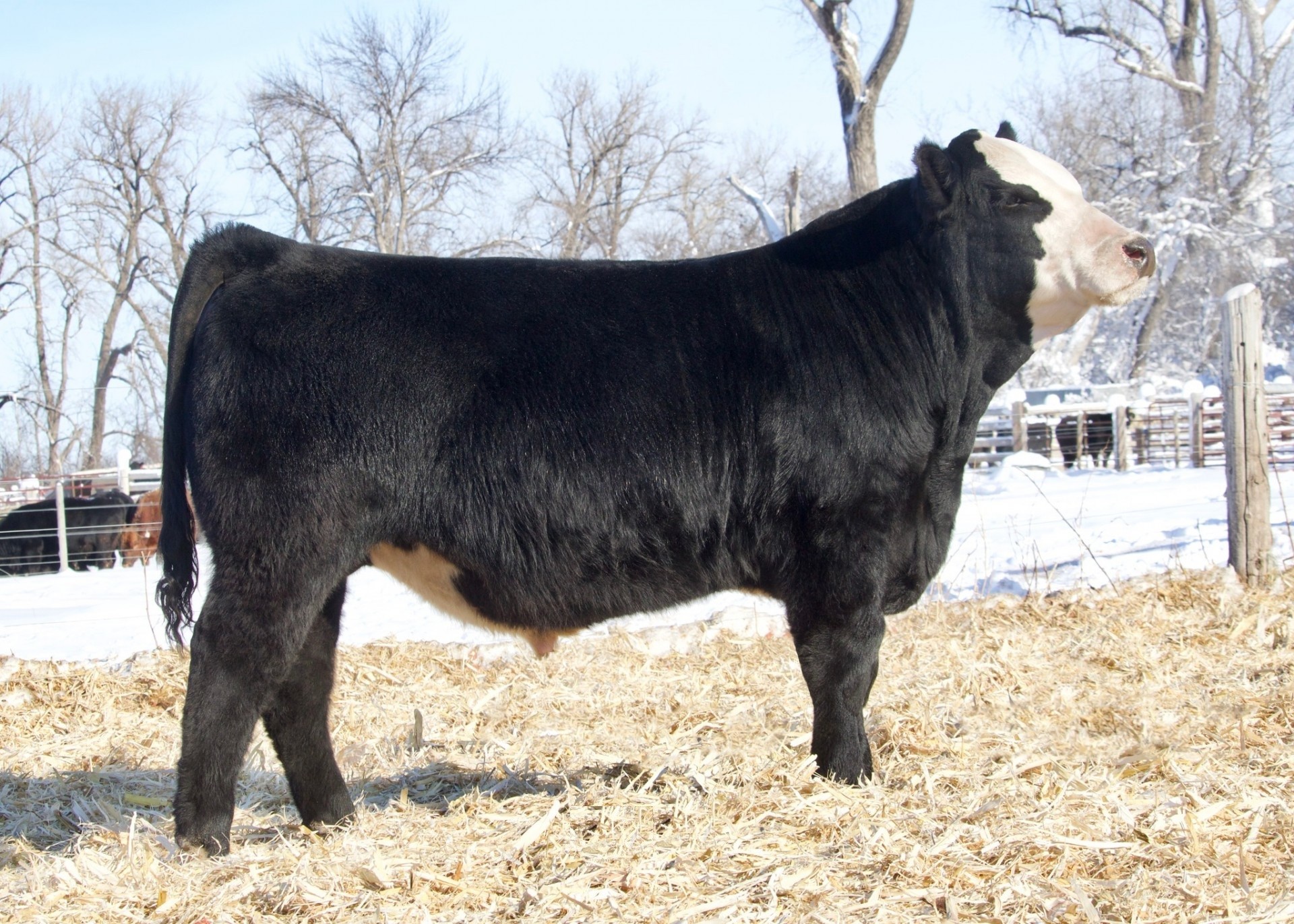 15 Simmental & SimAngus Bulls