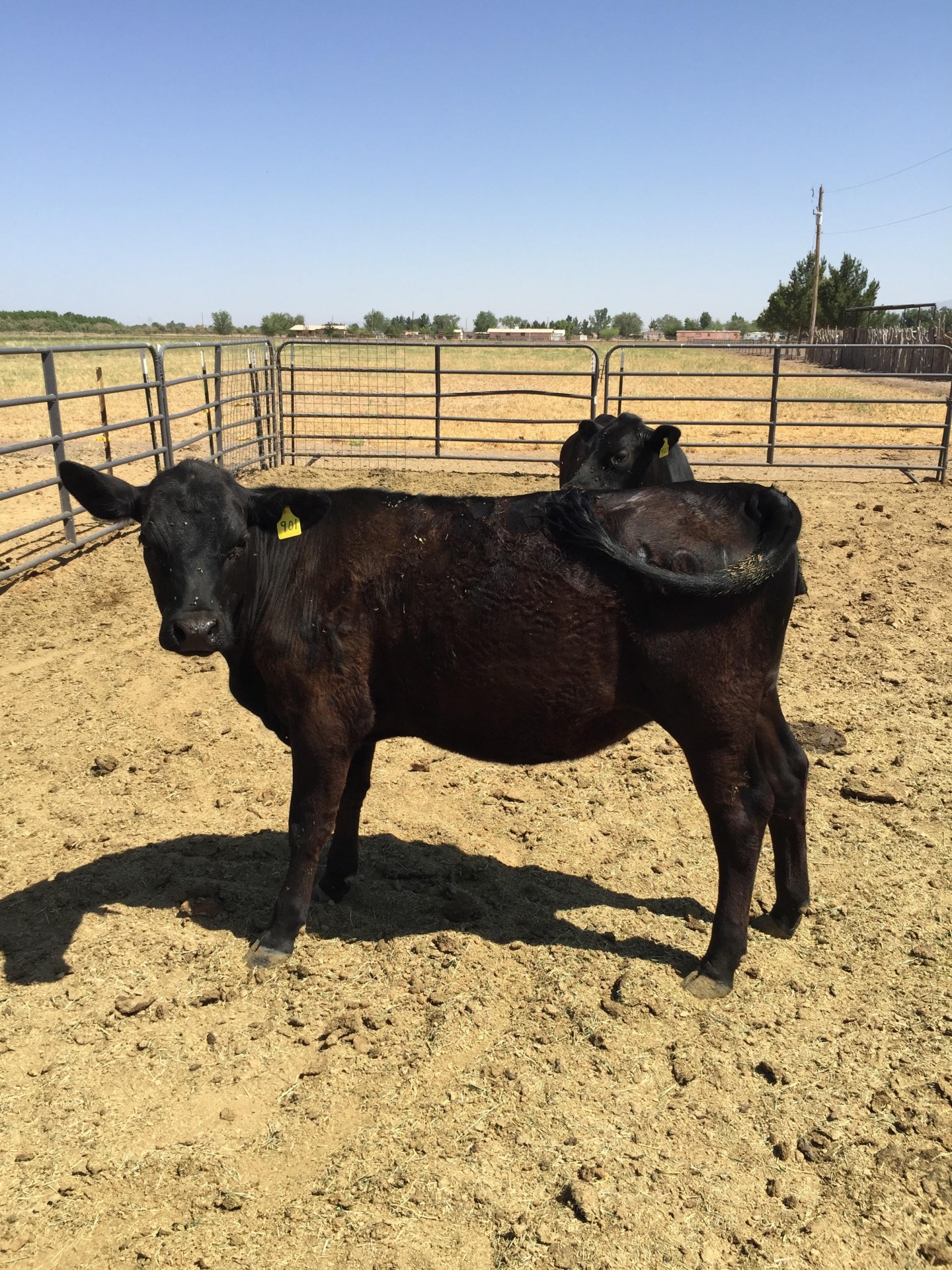 2 Registered Ultra Black Yearling Heifers New Mexico