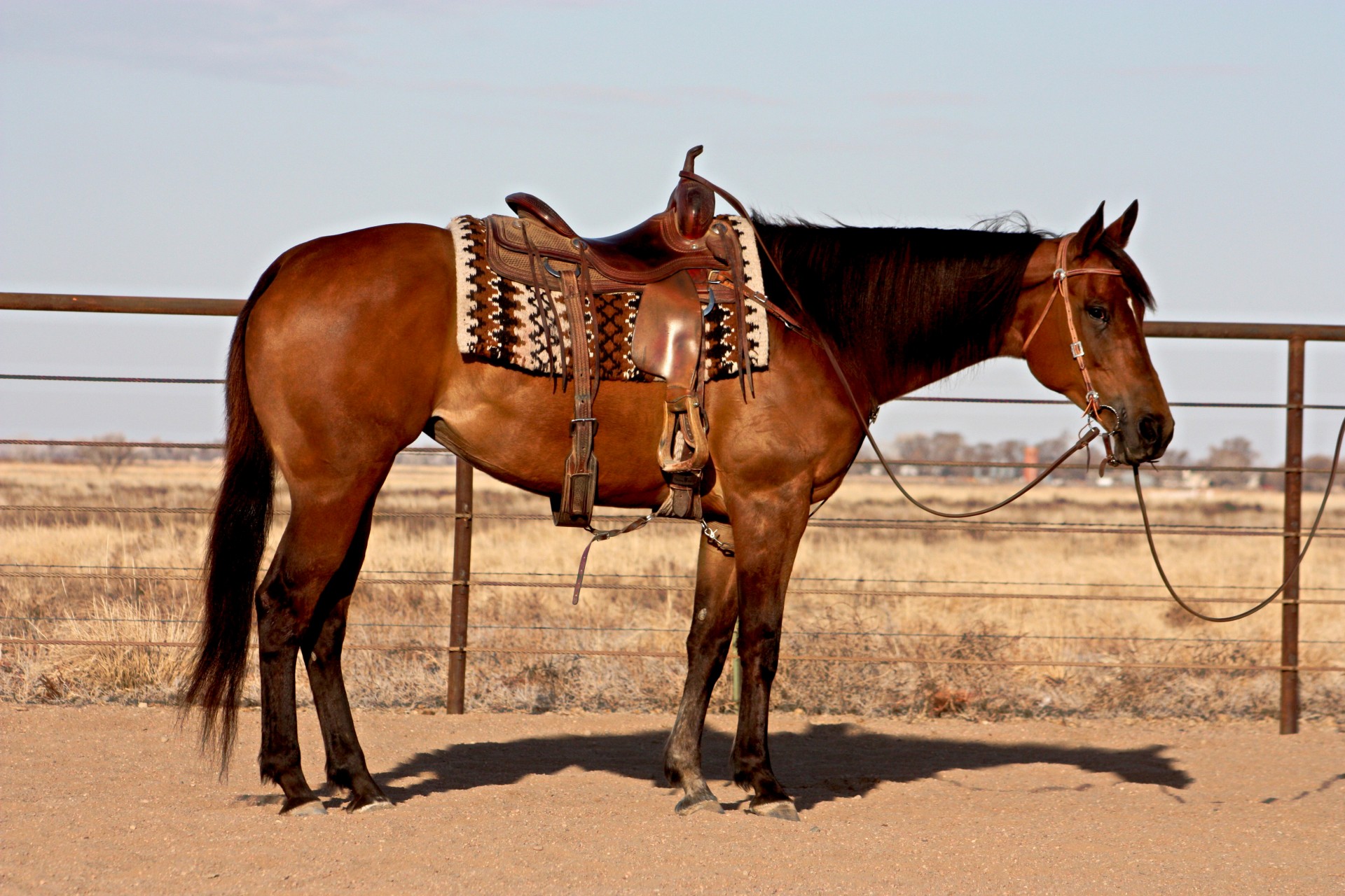 First Thingz First Aqha 2024 Dates Felipa Abigael
