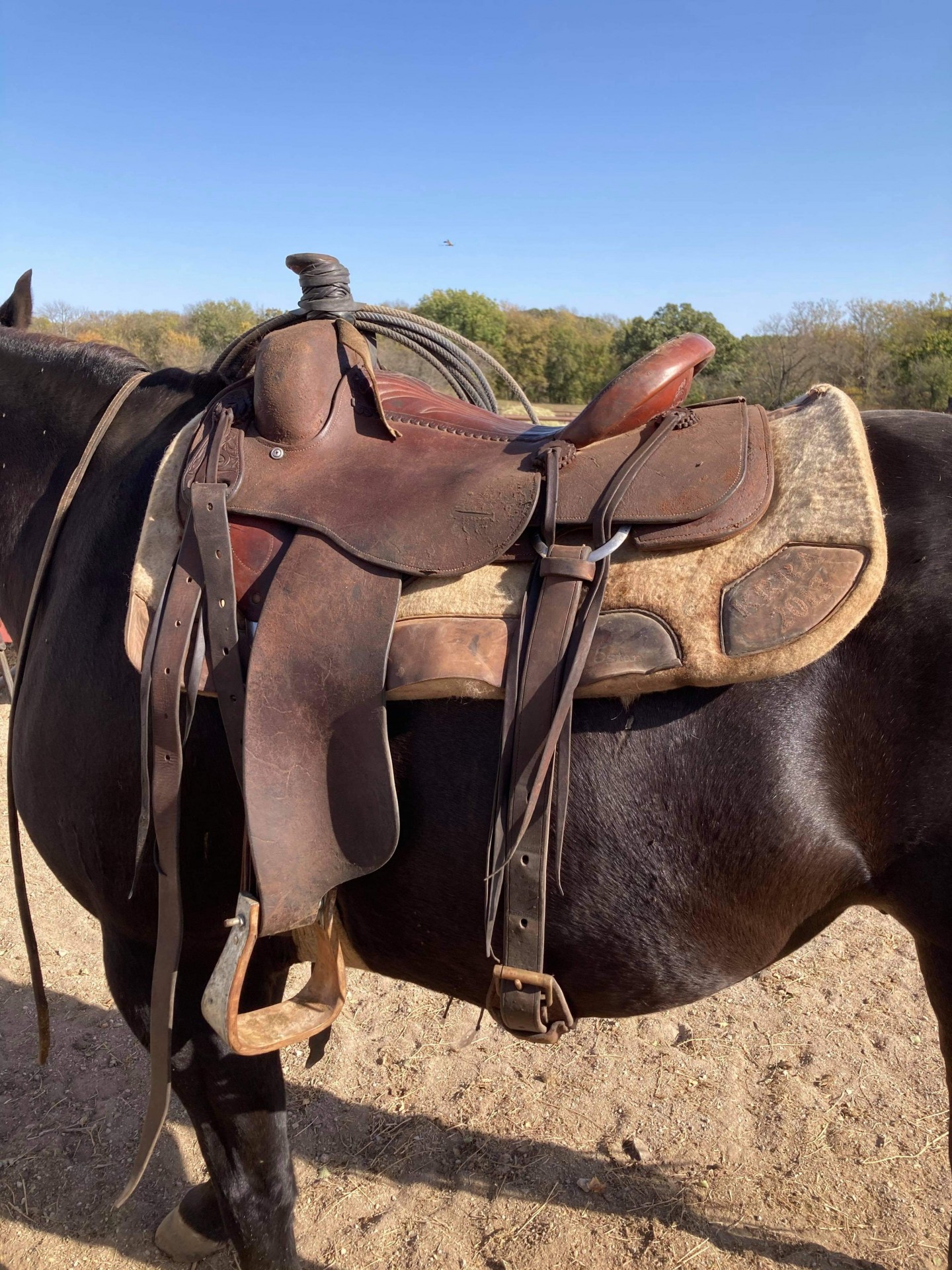 Buster Welch ranch roper made by Payton Farris