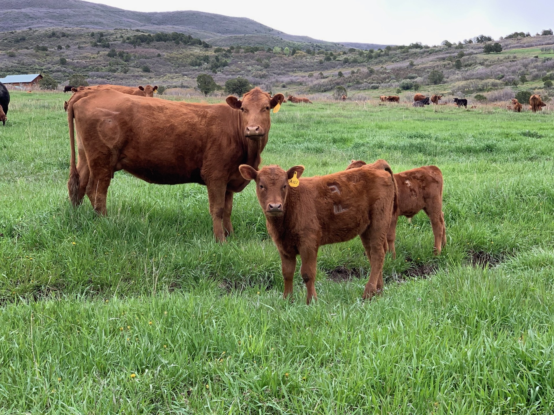 100 Red Angus 2nd Calf Pairs Colorado