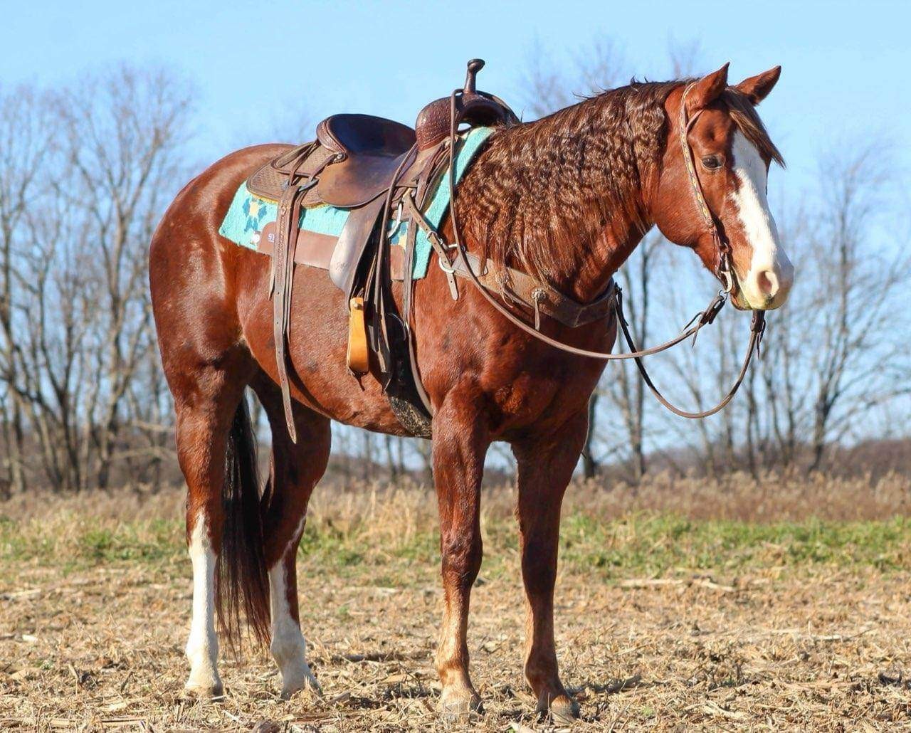 12 Year Old Sorrel AQHA Gelding Finished Ranch Horse
