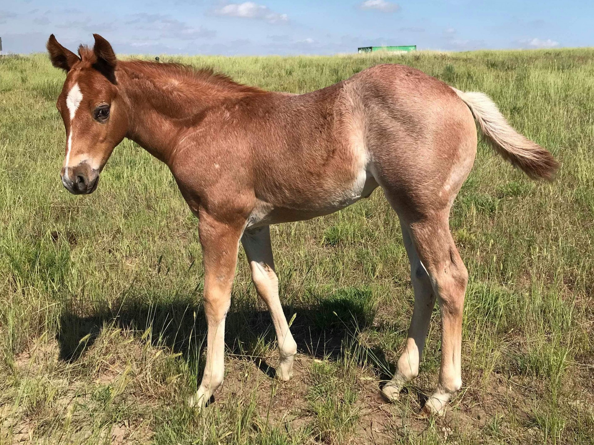 SALE PENDING 2019 Red Roan Filly by Lil Spoon Sugar