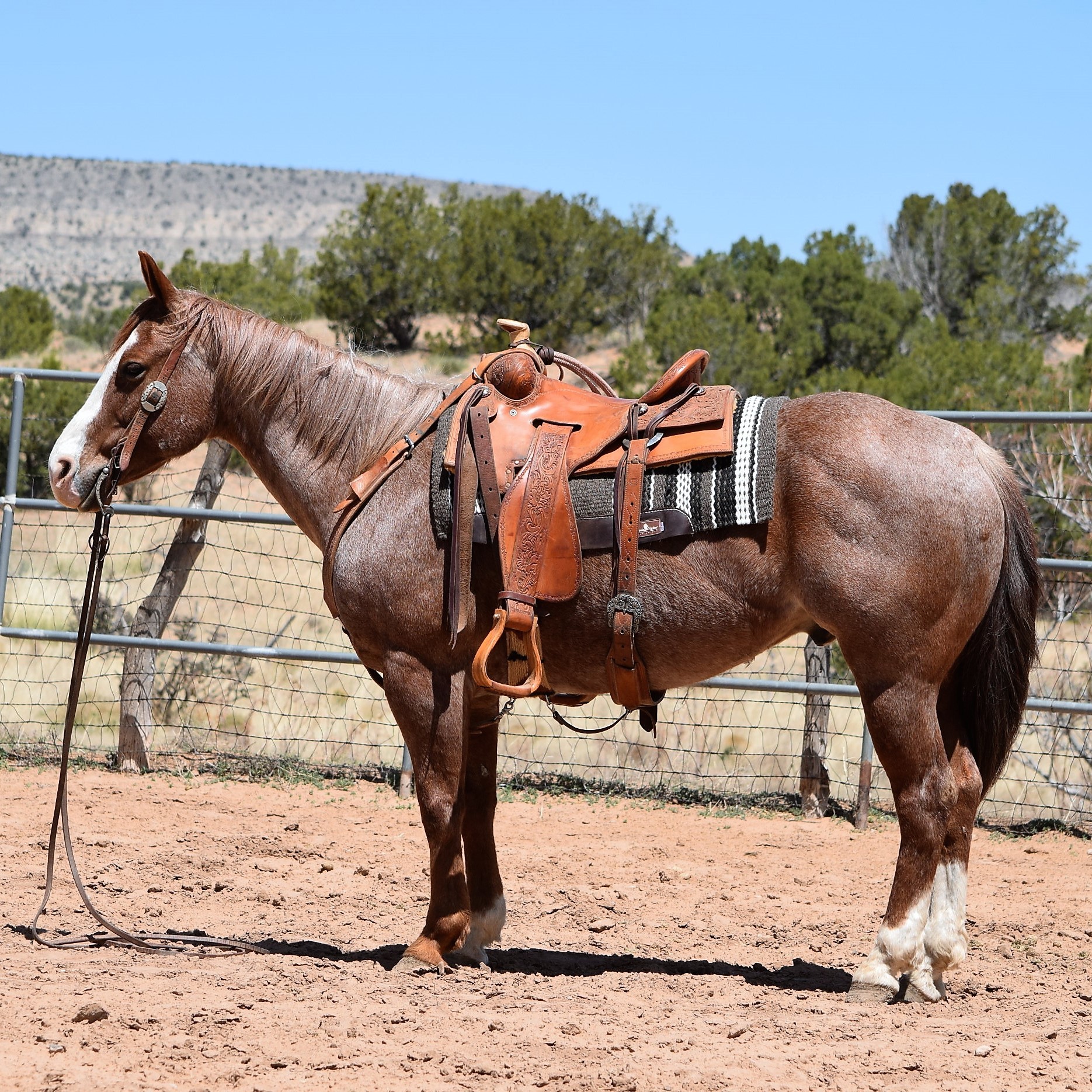 Gentle Red Roan Ranch Gelding