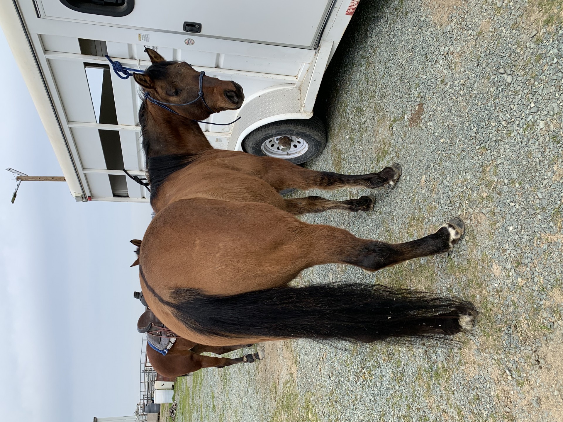 5 Yr Dunit Rawhide bred Dun Heel Horse