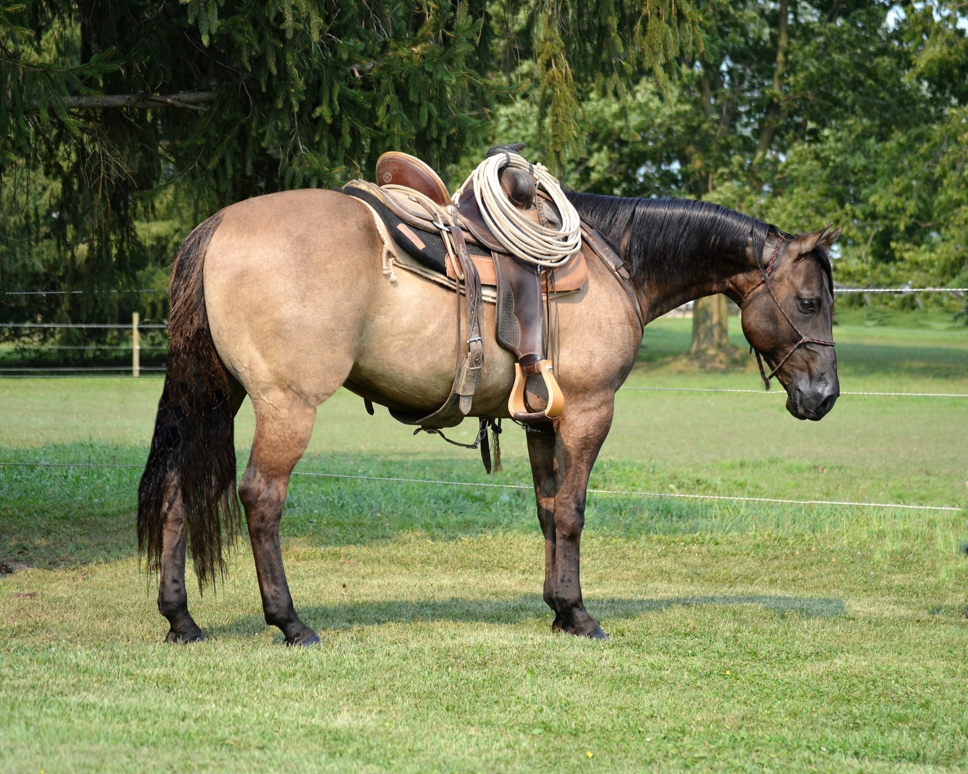 Rope Ranch Grulla Gelding