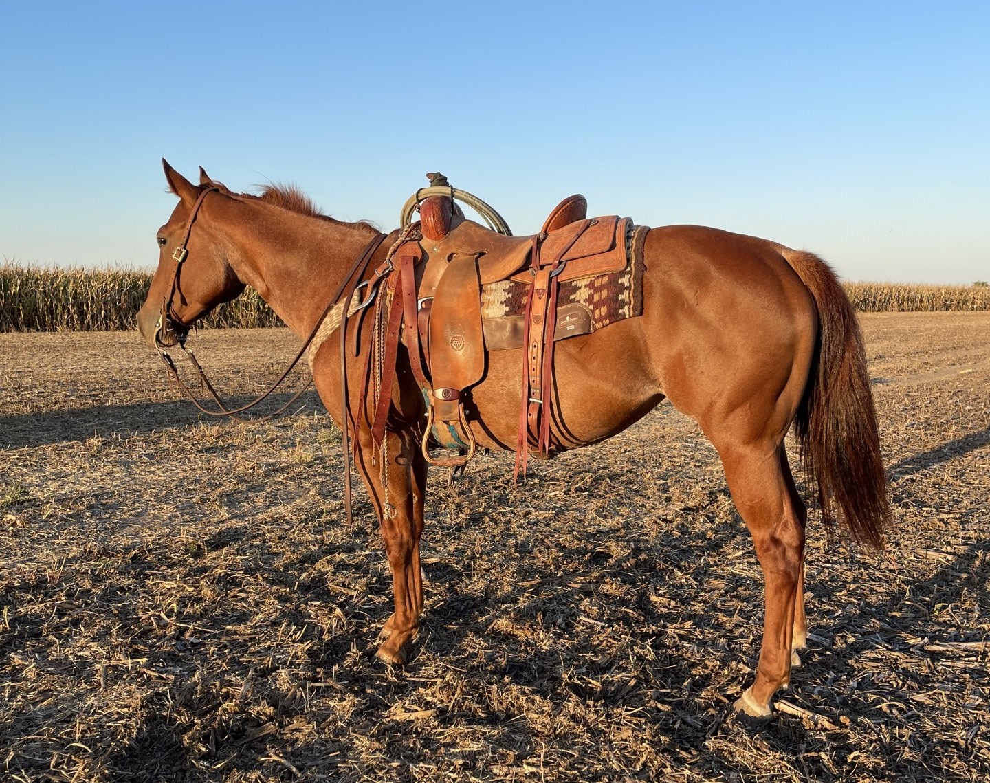 4 Year Old Ranch Mare