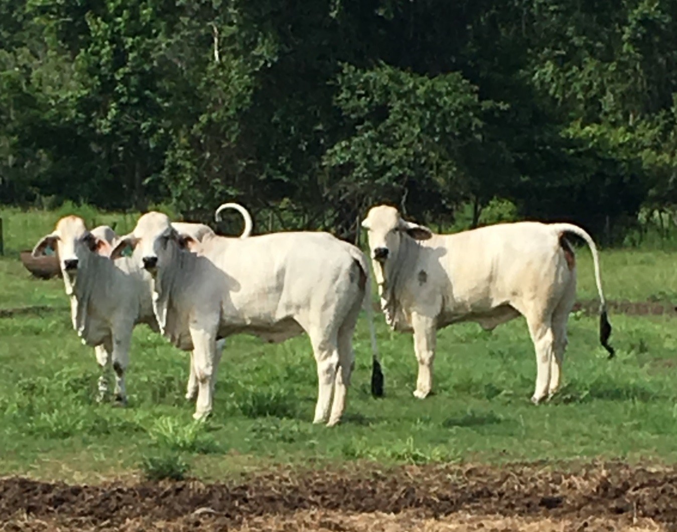 20 Pure Bred Brahman Heifers