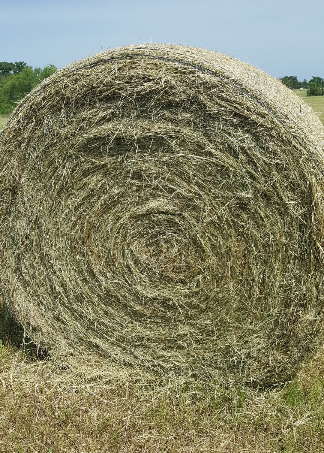 Coastal Bermuda 4x5 Round Bales Texas