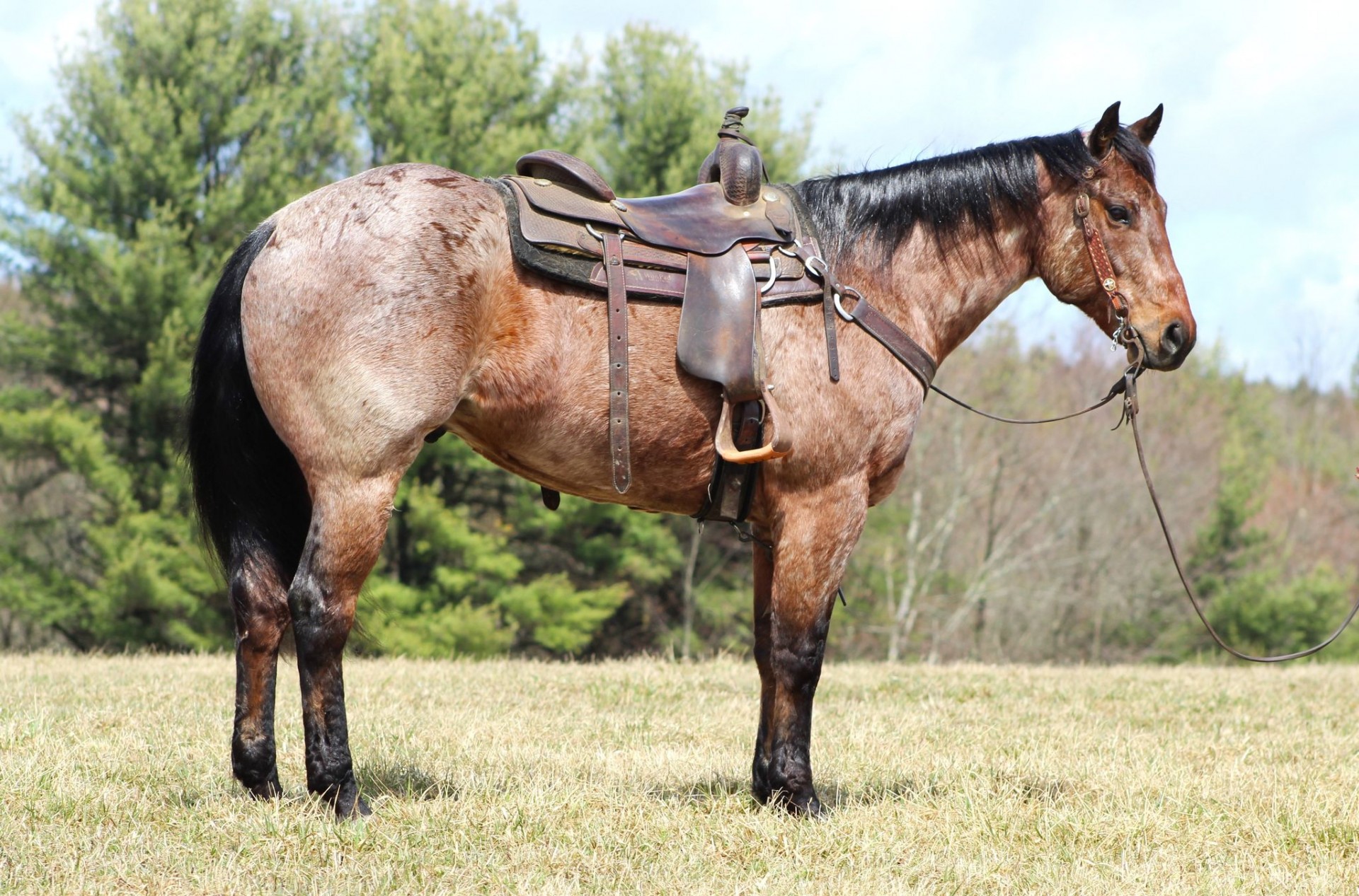 Check Out This Awesome Bay Roan Quarter Horse Named Dollar! Super BROKE and  Super QUIET!
