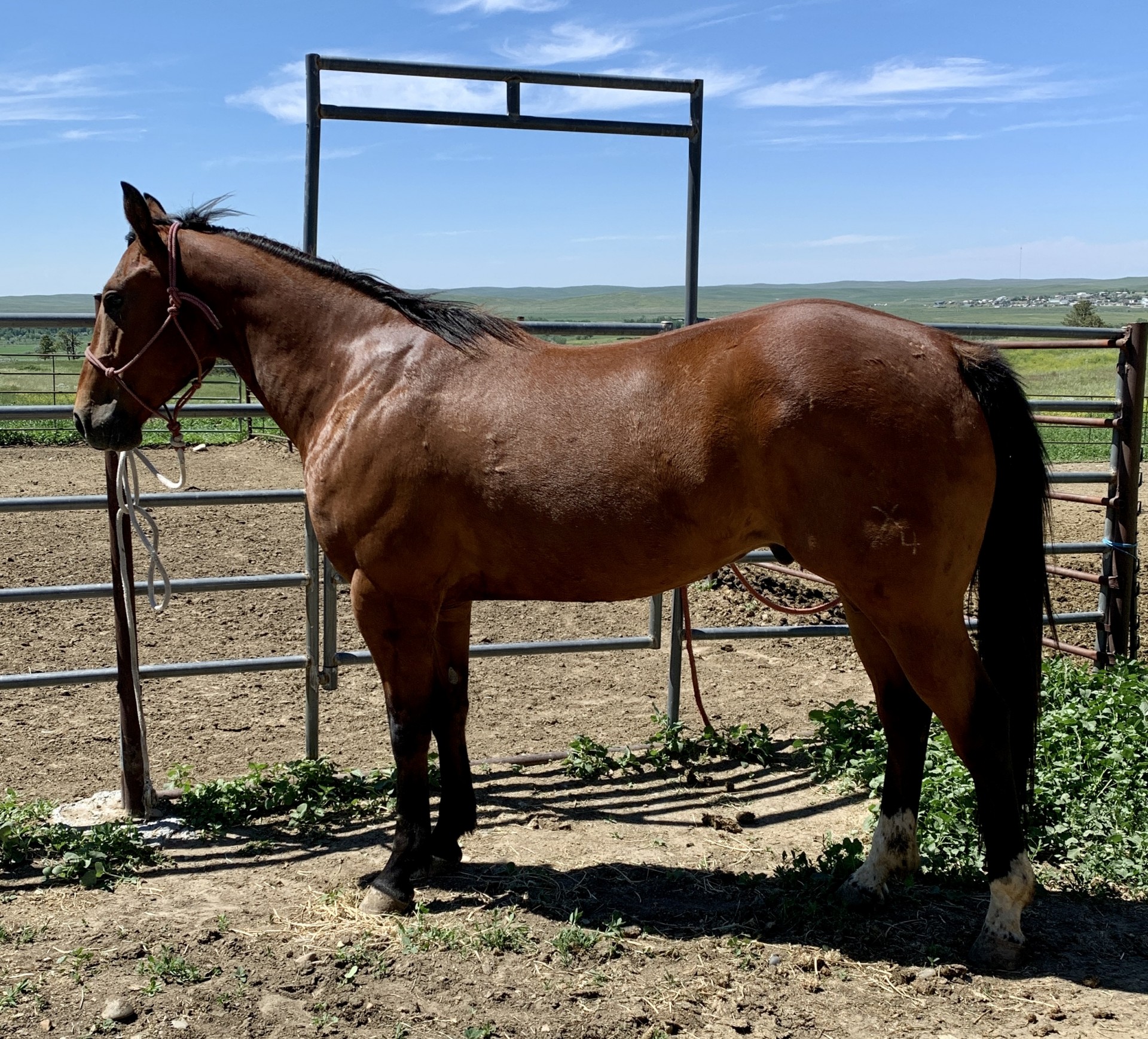 Ranch Horse Deluxe Doc O Dynamite/Tres Seis