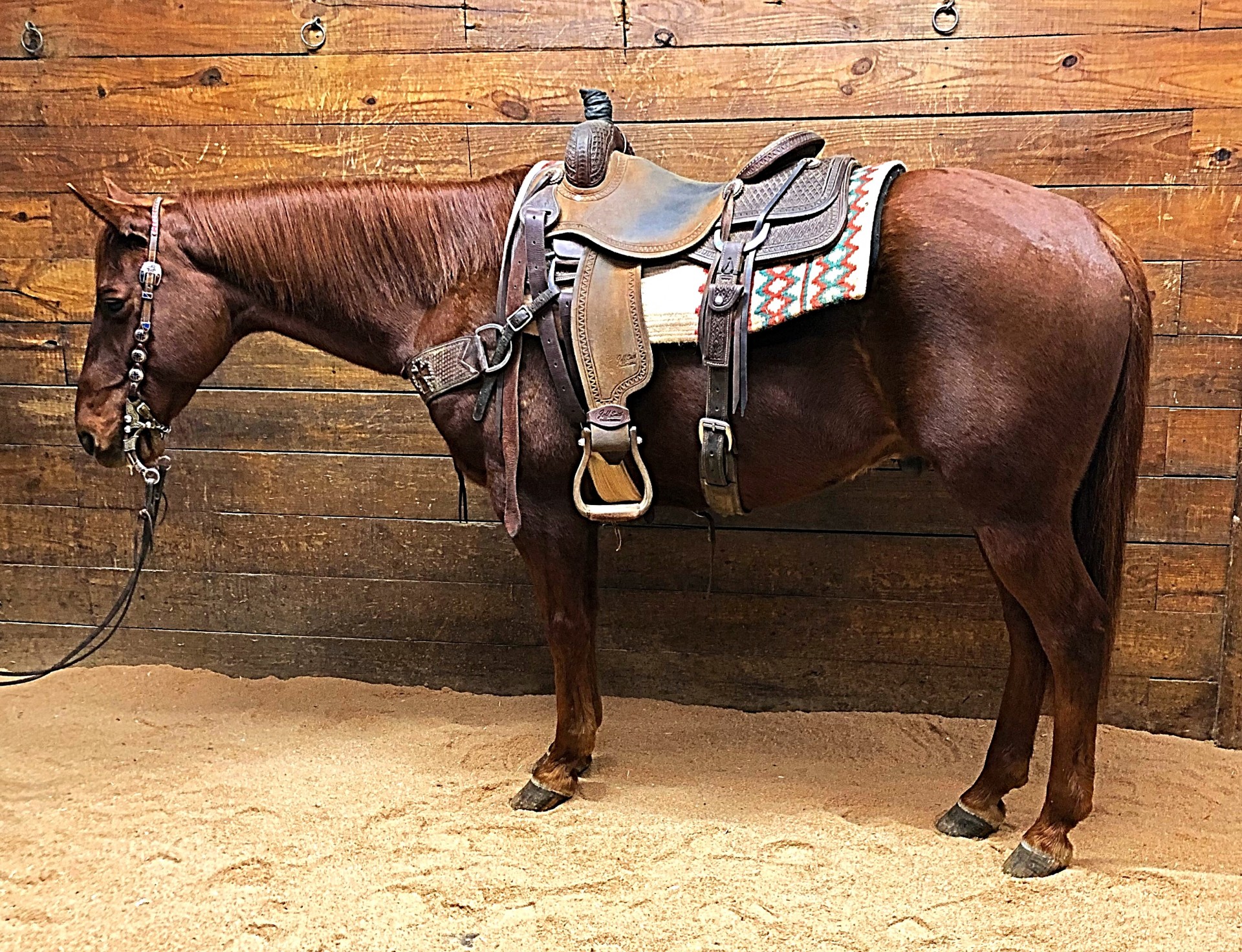 Huge Stopping Breakaway Horse Ranch Horse Delux Gentle