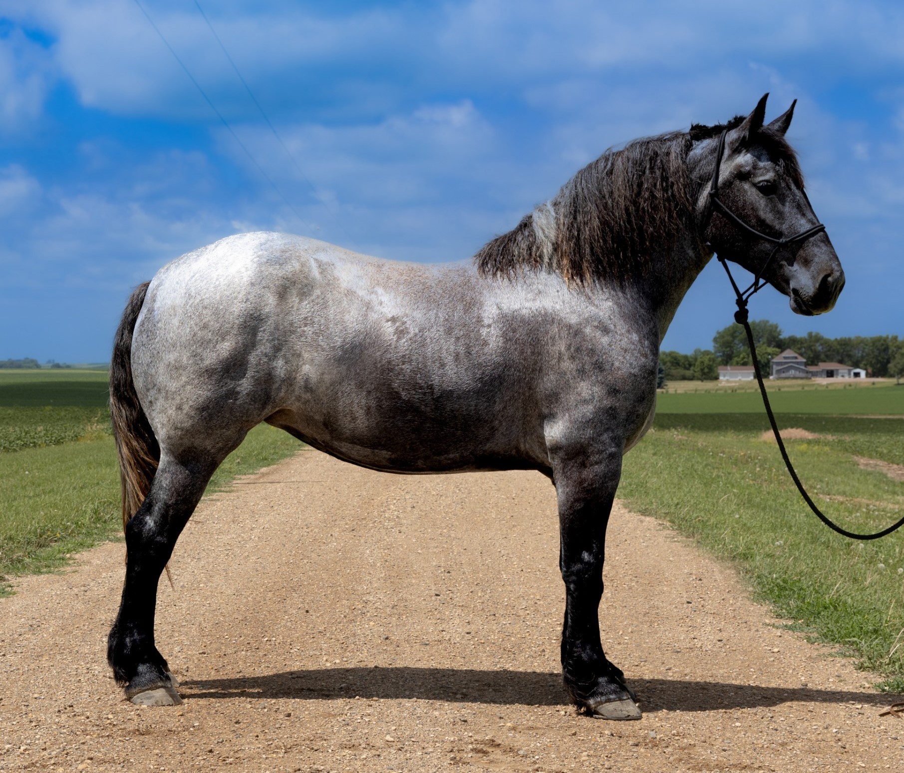 Blue Roan Draft Cross Mare Tricks Safe for any rider