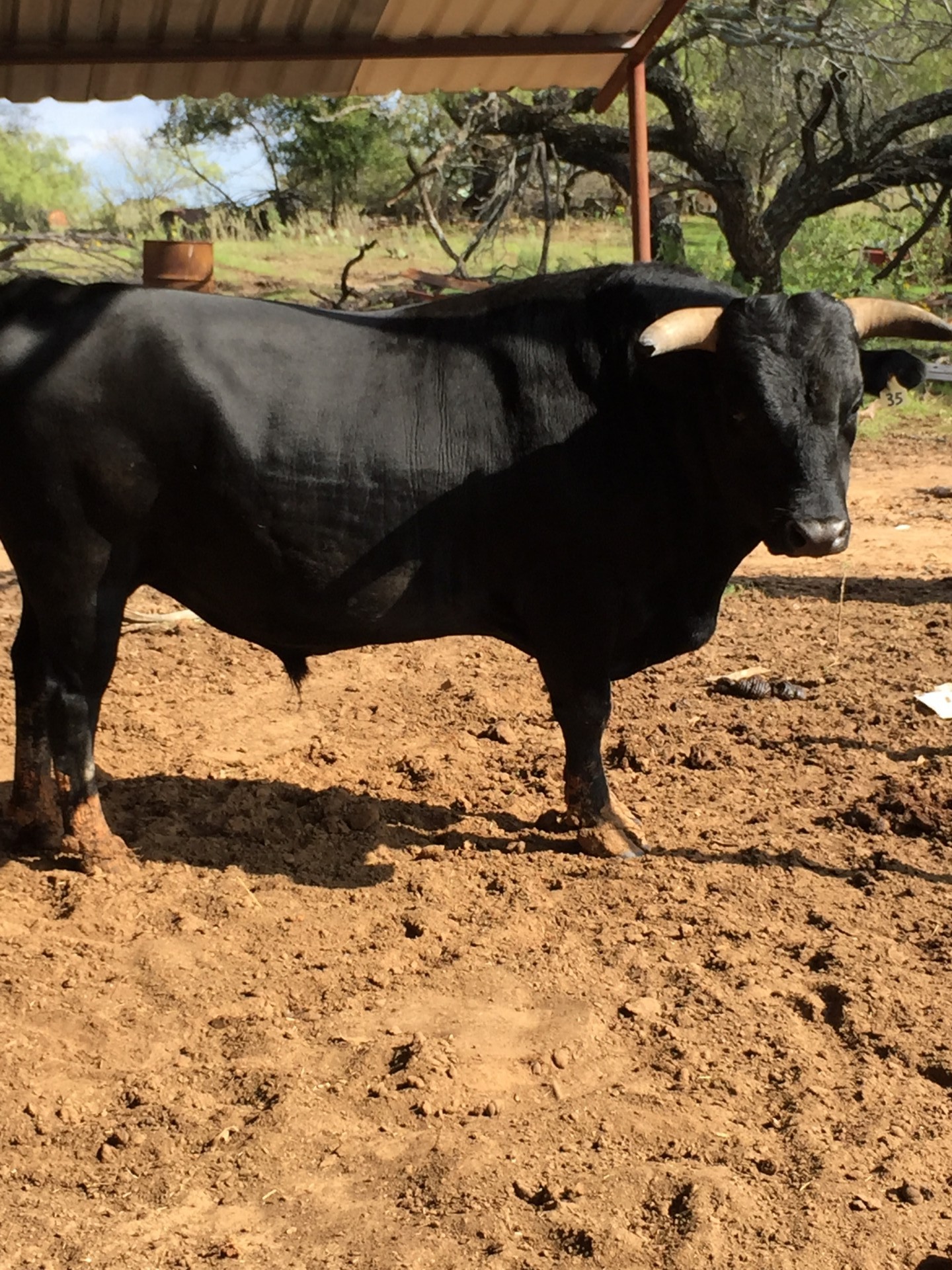 1 - Five Year Old Black Corriente Bull - Texas