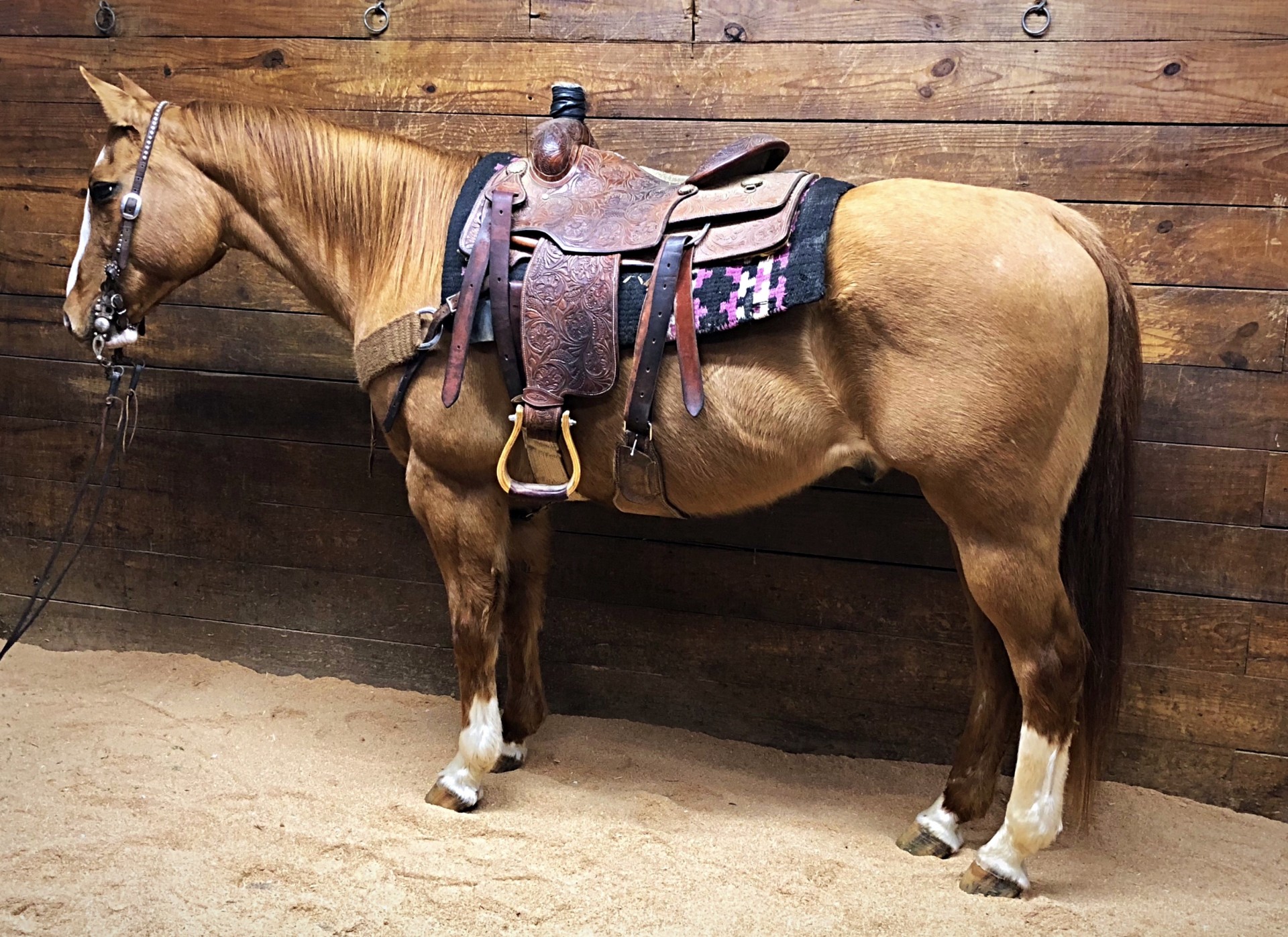 Super Nice Heel & Breakaway HorseRanch Horse DeluxSolid Minded & Safe