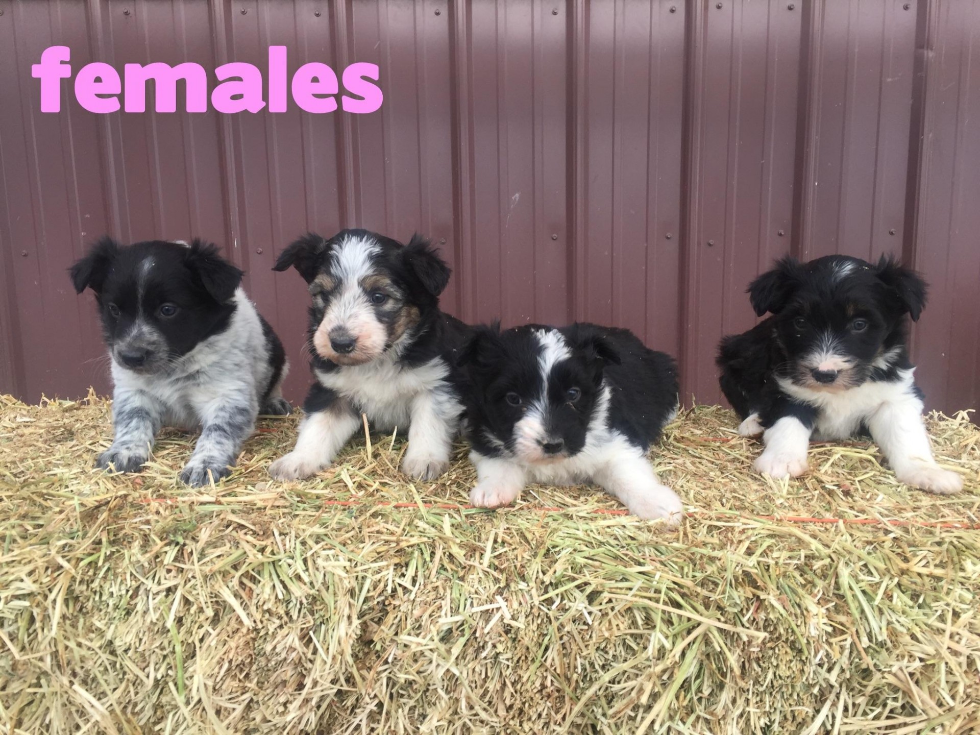 Idaho Shag Puppies