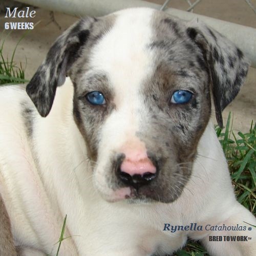 NALC REGISTERED CATAHOULA PUPPIES