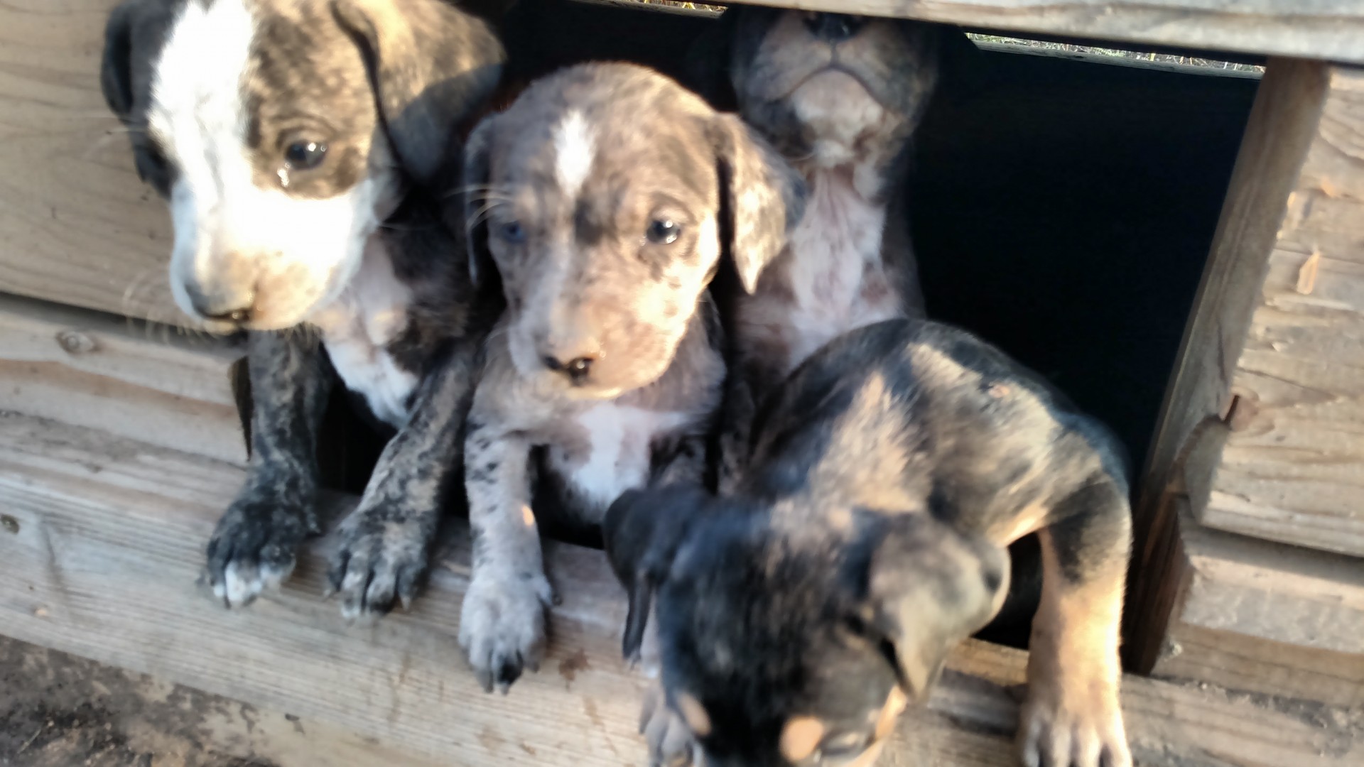 full blooded catahoula