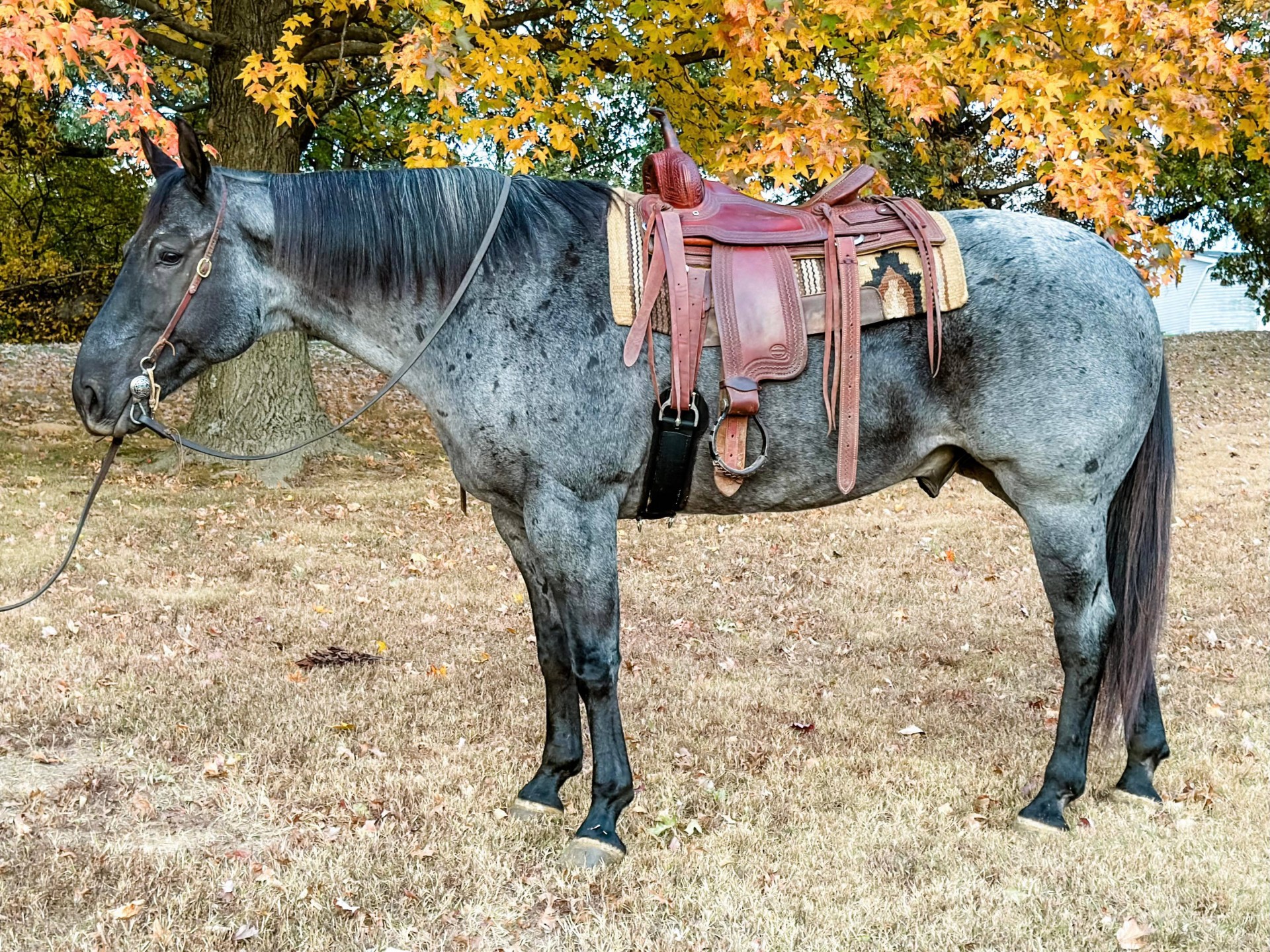 OnceInALifetime True Blue Roan Quarter Gelding Double Registered