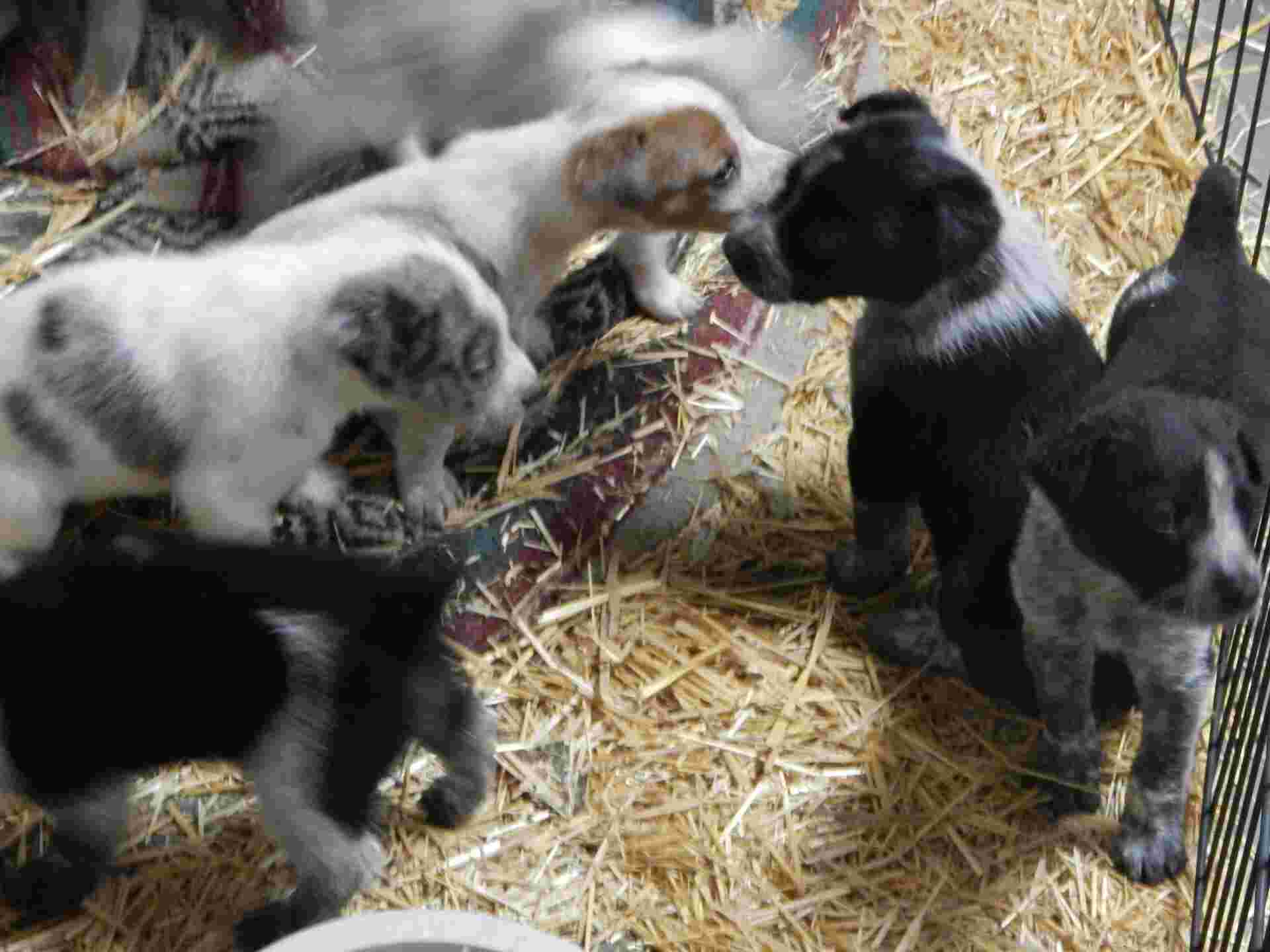 hanging tree dogs queensland heelers x hanging tree puppies hanging tree dogs queensland heelers x hanging tree puppies