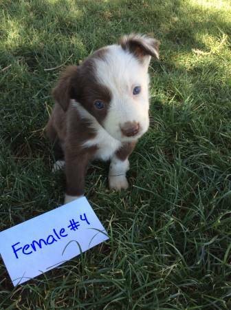 mcnab border collie puppies