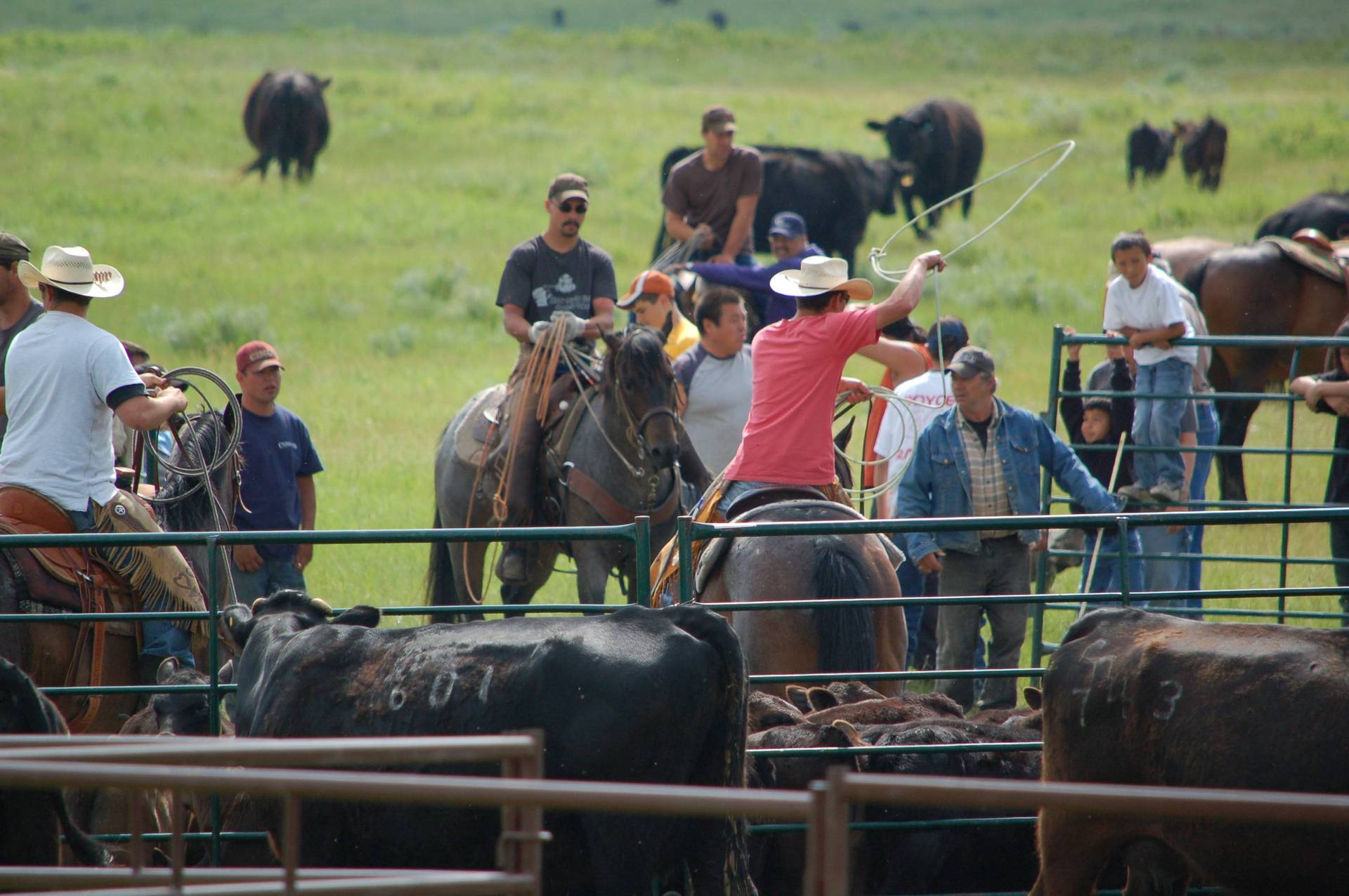 Wanted Experienced Ranch Hand For Cattle Quarter Horse Operation wanted-experienced-ranch-hand-for-cattle-quarter-horse-operation