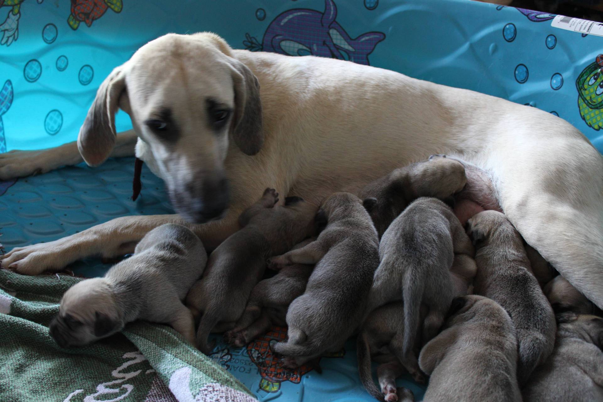 black cur puppies black cur puppies california breeds picture black cur puppies black cur puppies california breeds picture