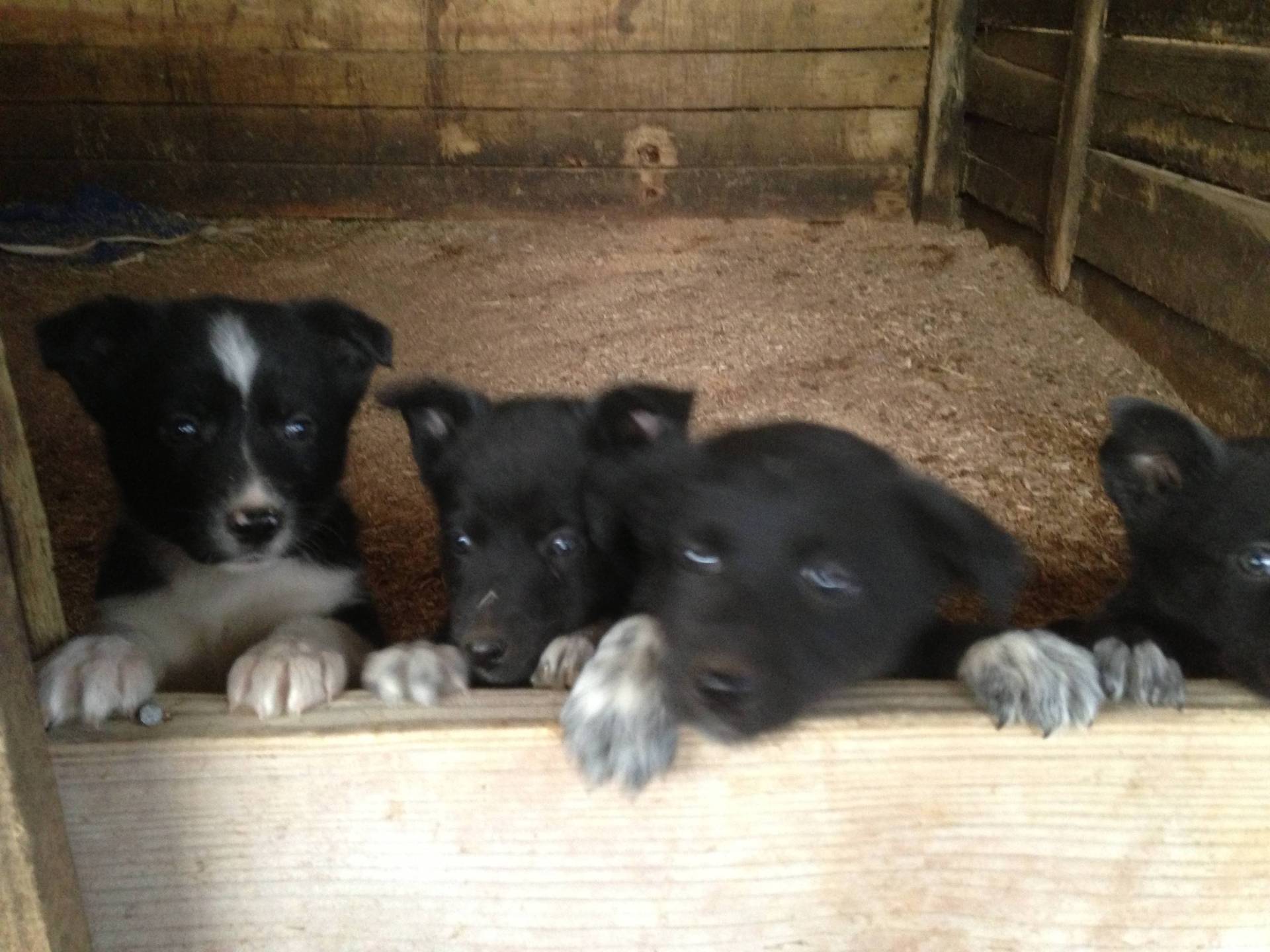 mcnab puppies for sale mcnab australian shepard stock dogs mcnab puppies for sale mcnab australian shepard stock dogs